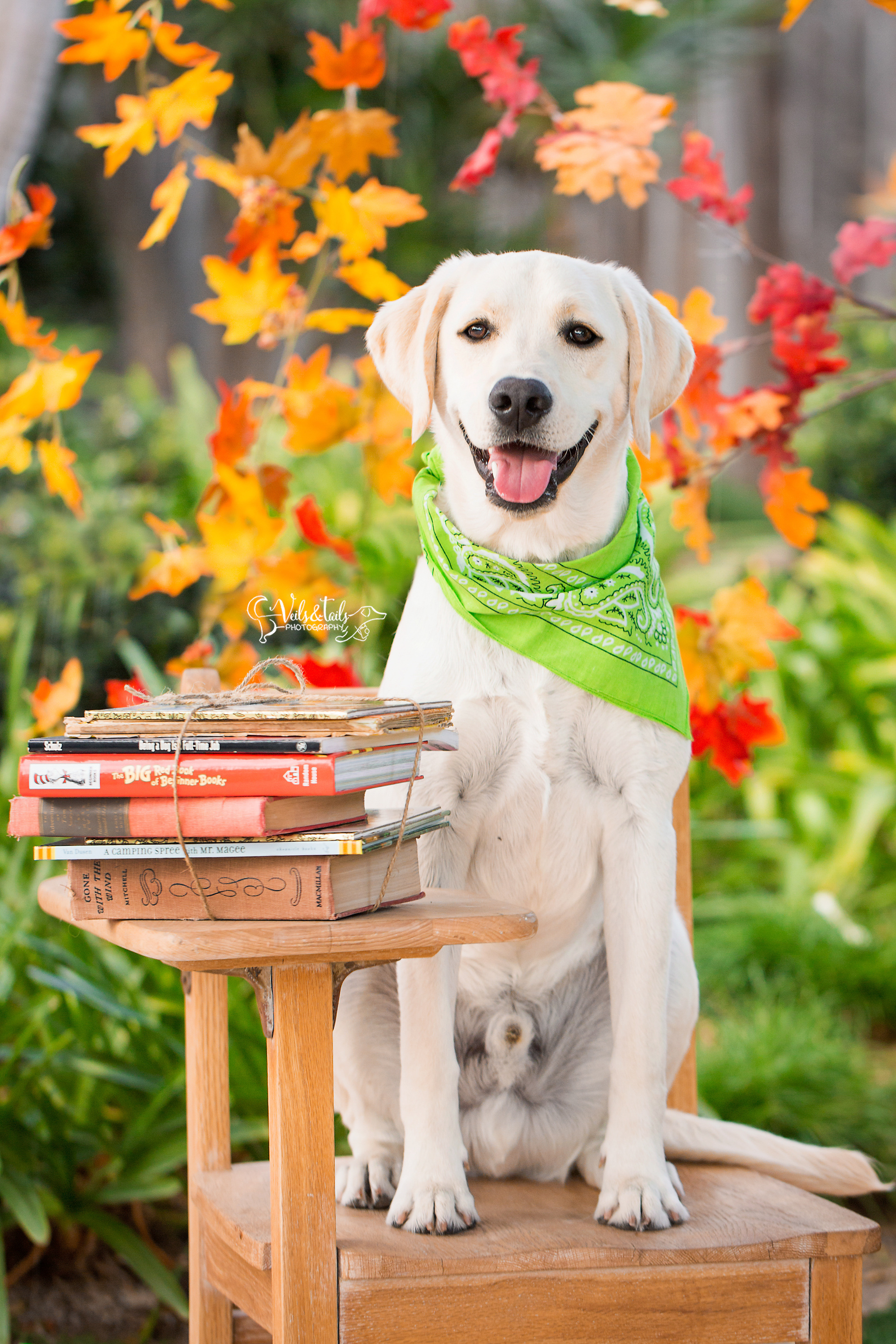 santa barbara lab puppy photography