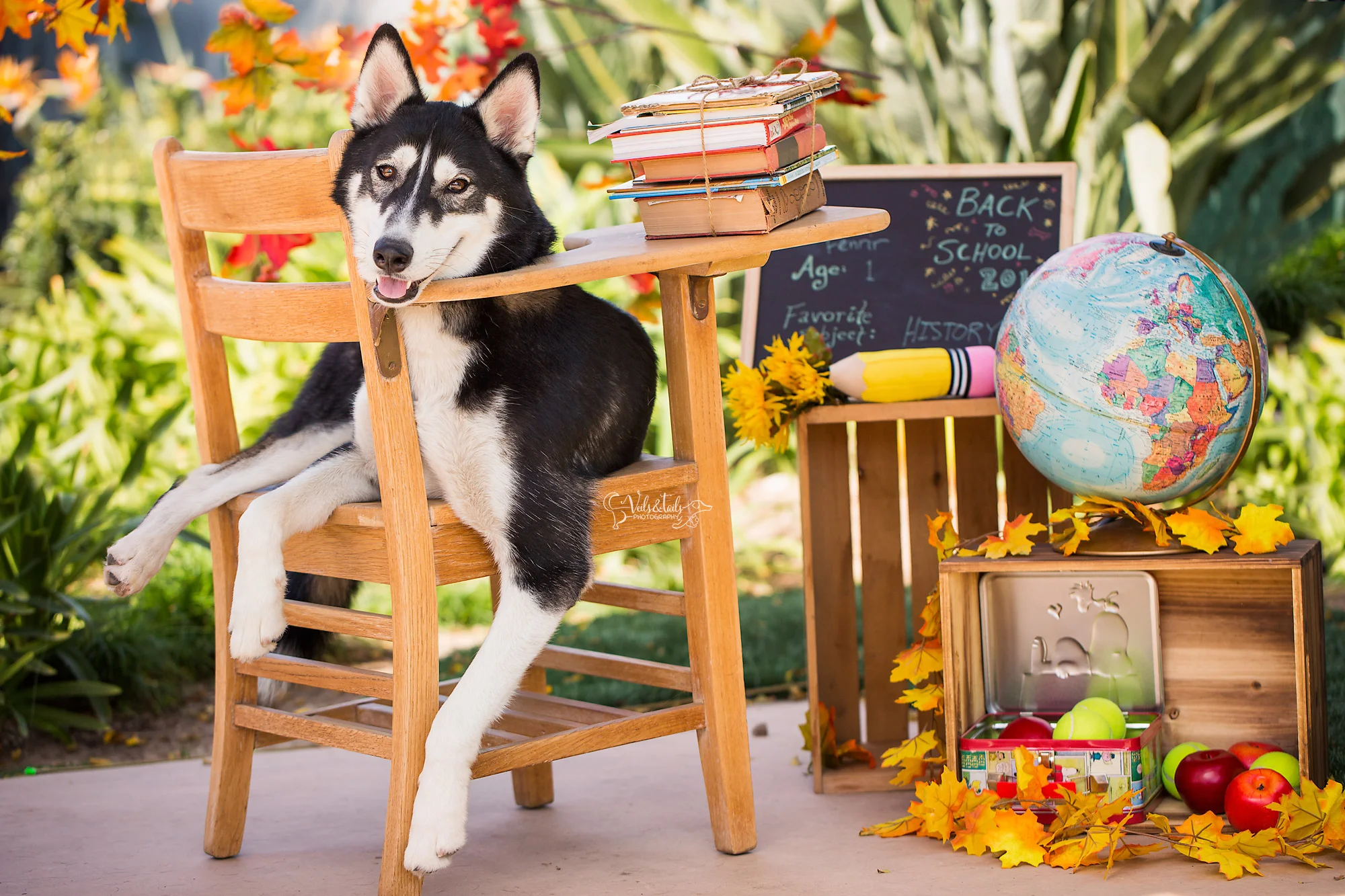 husky santa barbara pet portrait