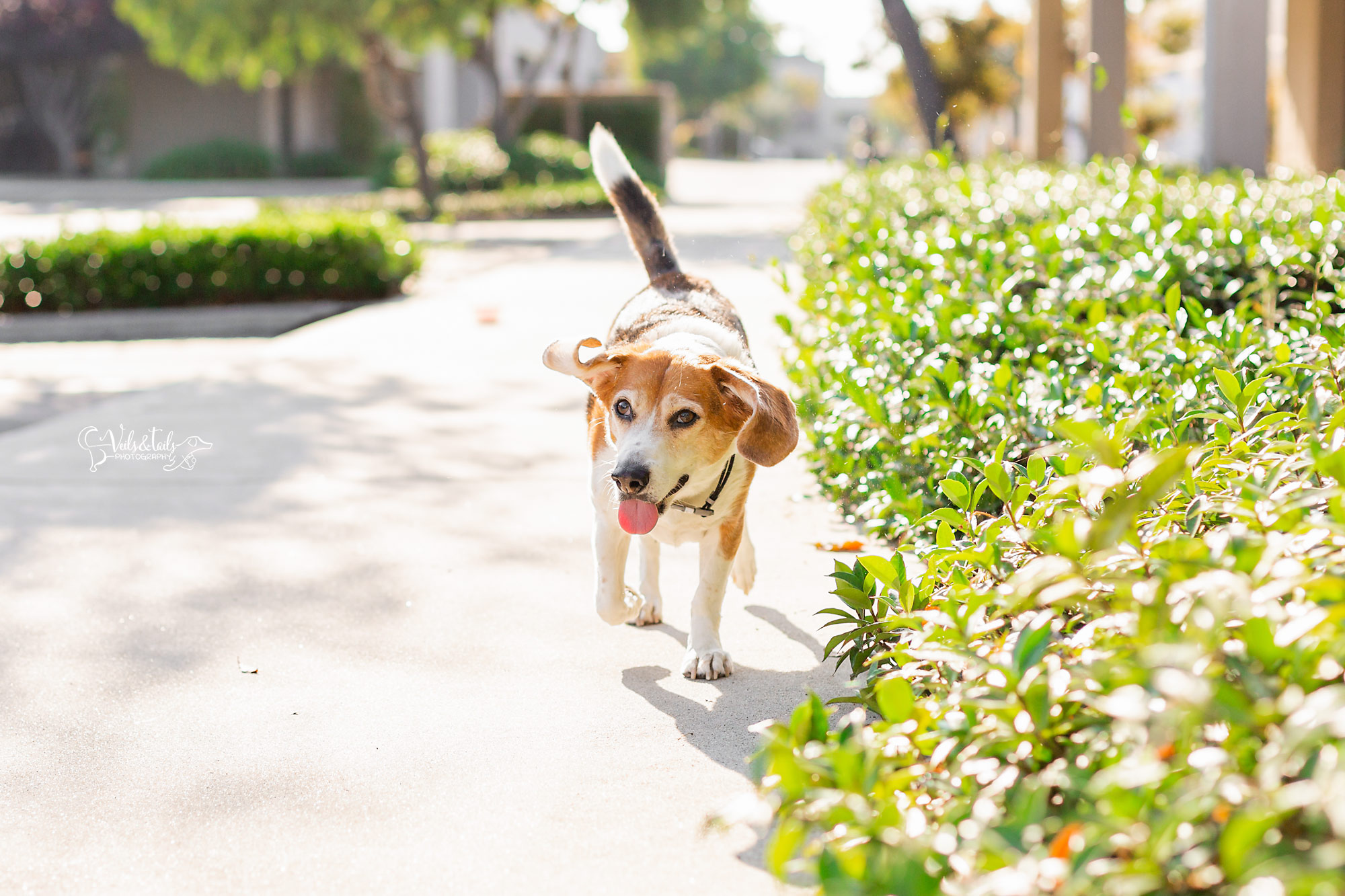beagle pet photography santa barbara