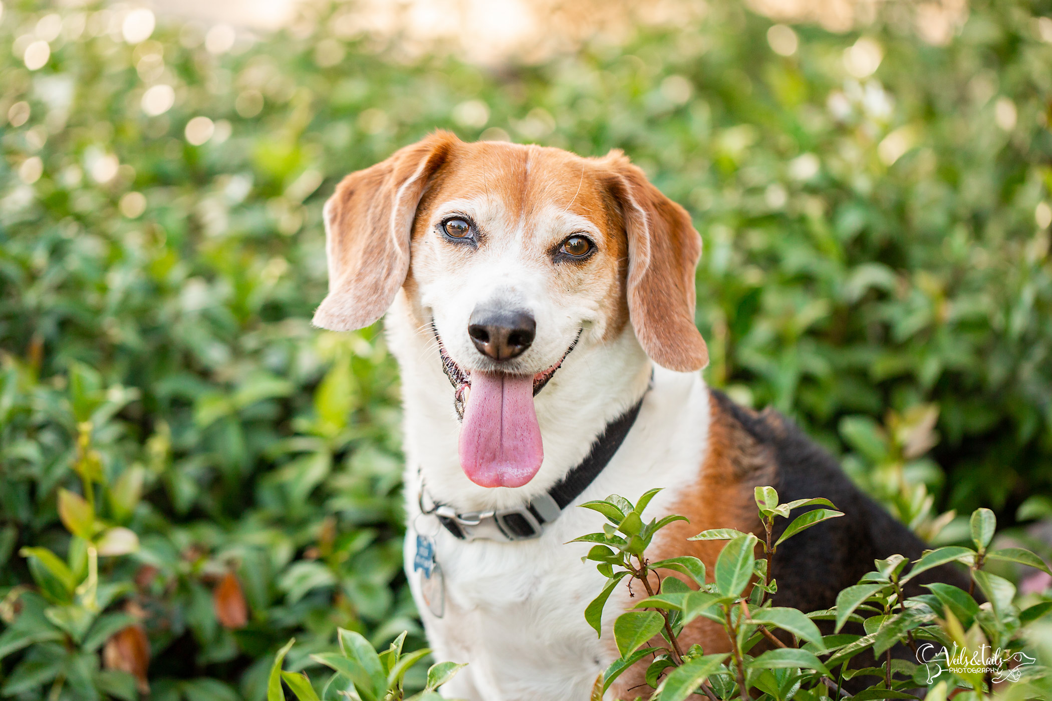 dog portrait santa barbara
