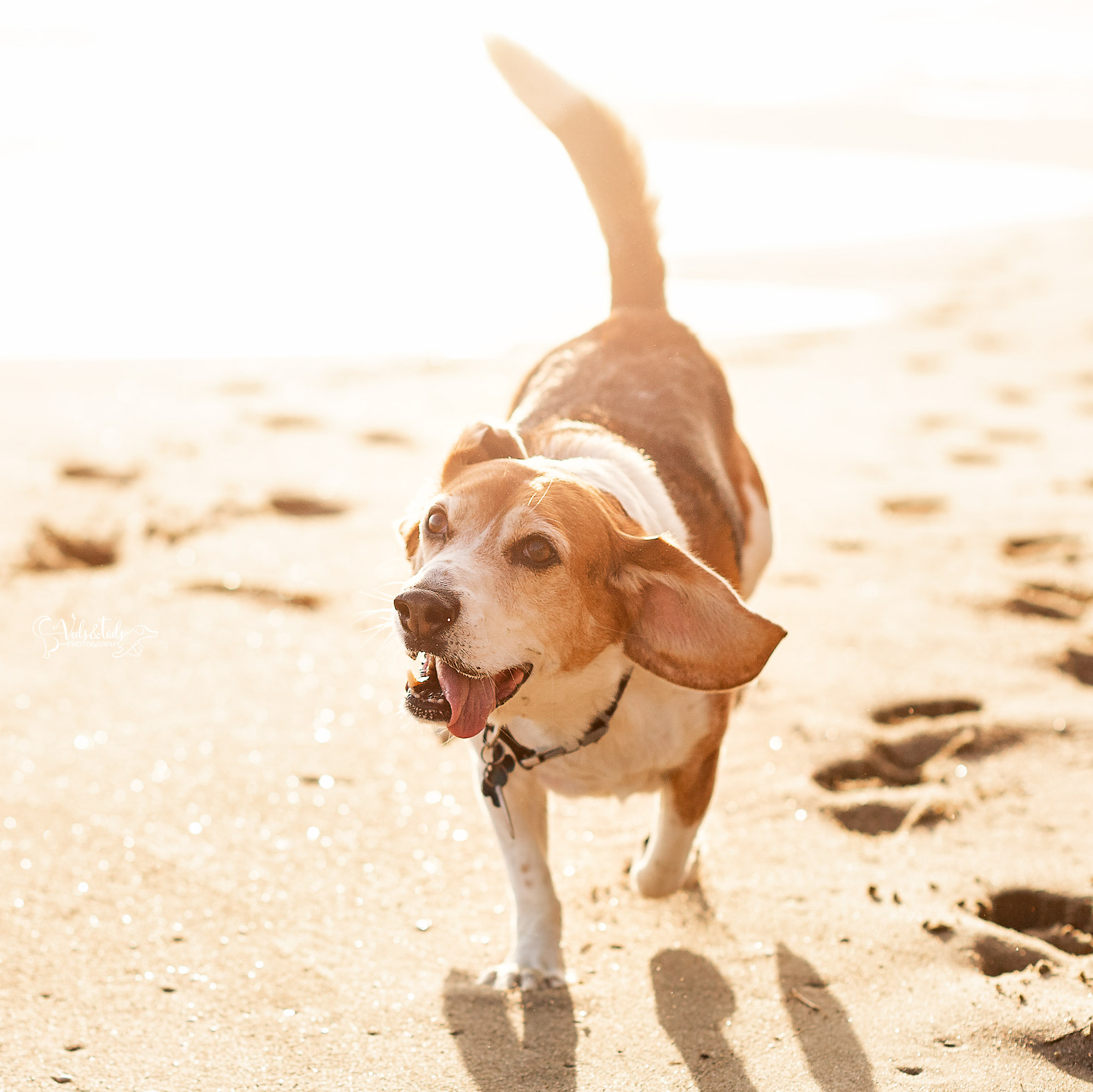 nostalgic pet photography santa barbara