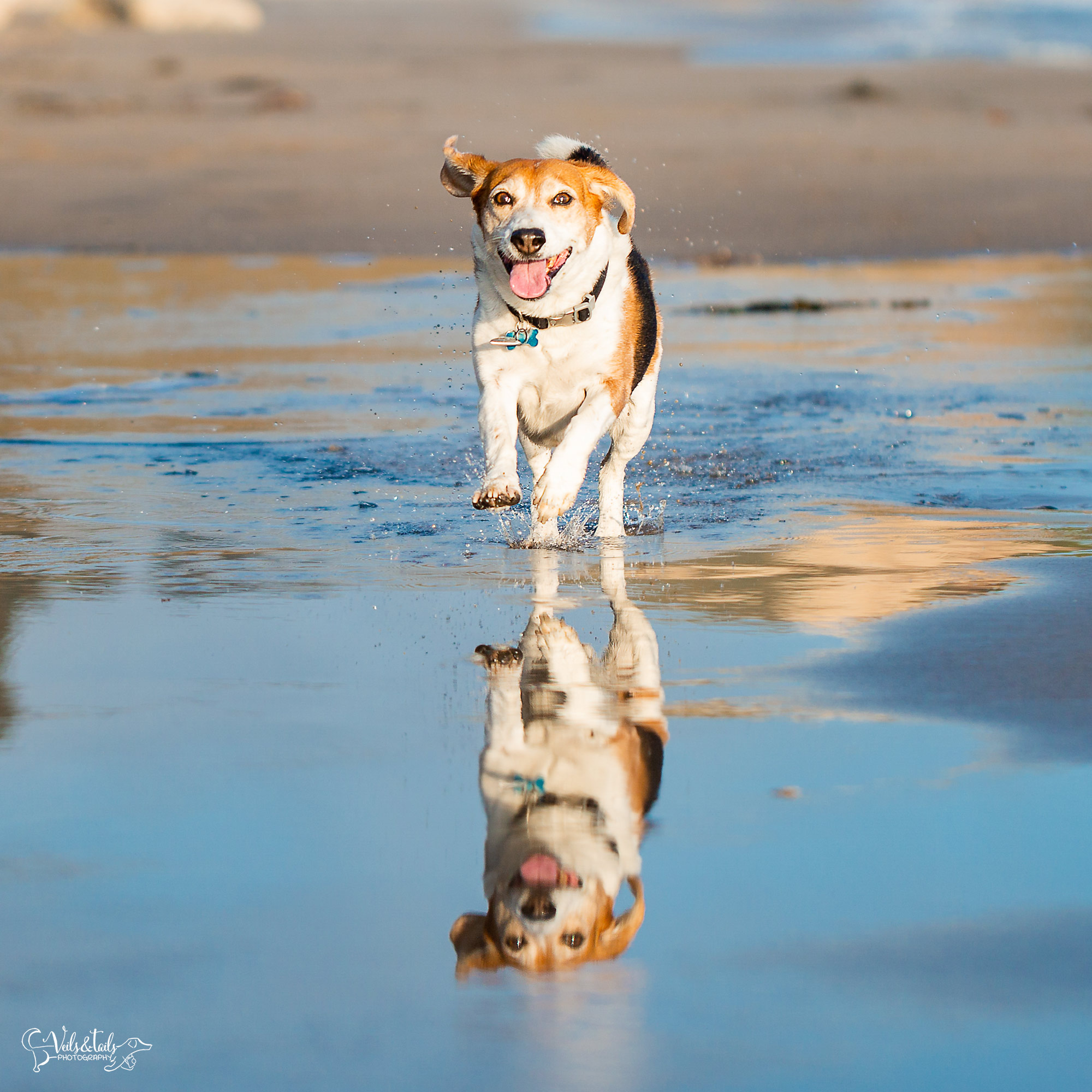 south coast santa barbara pet photographer beach