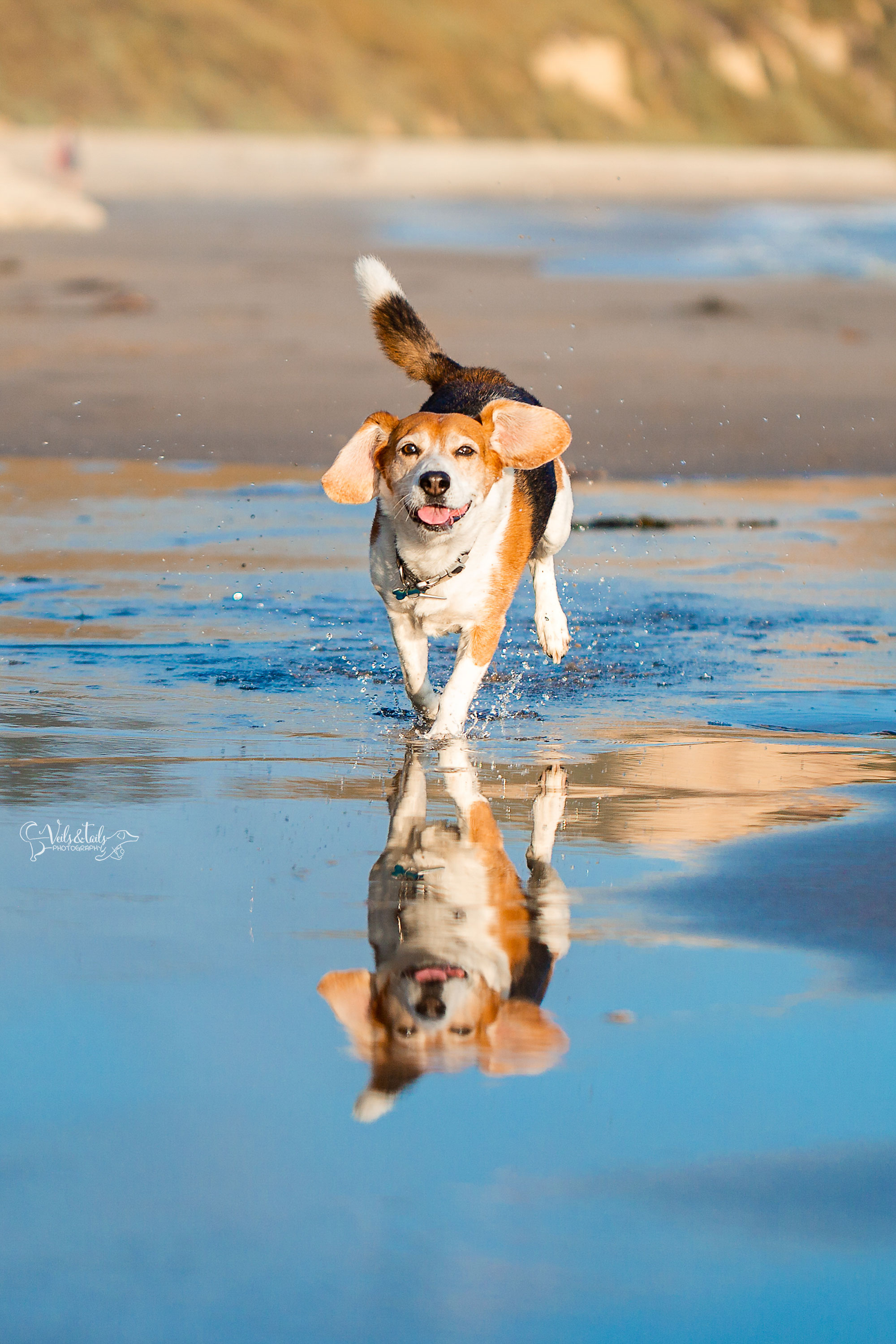 beach pet photography south coast photographer