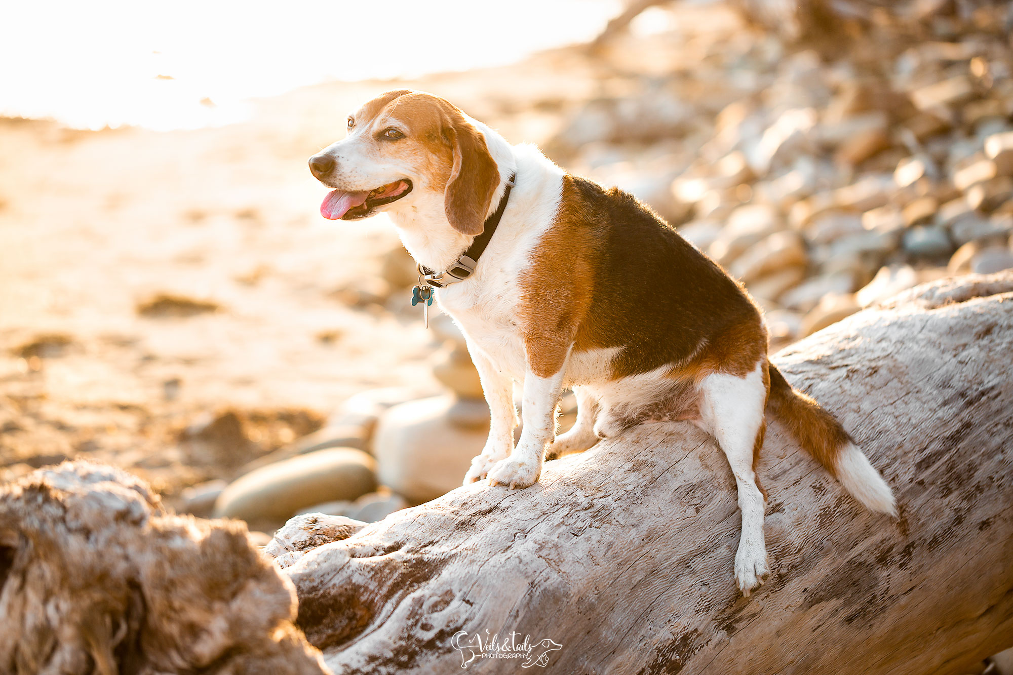 santa barbara mini session photography