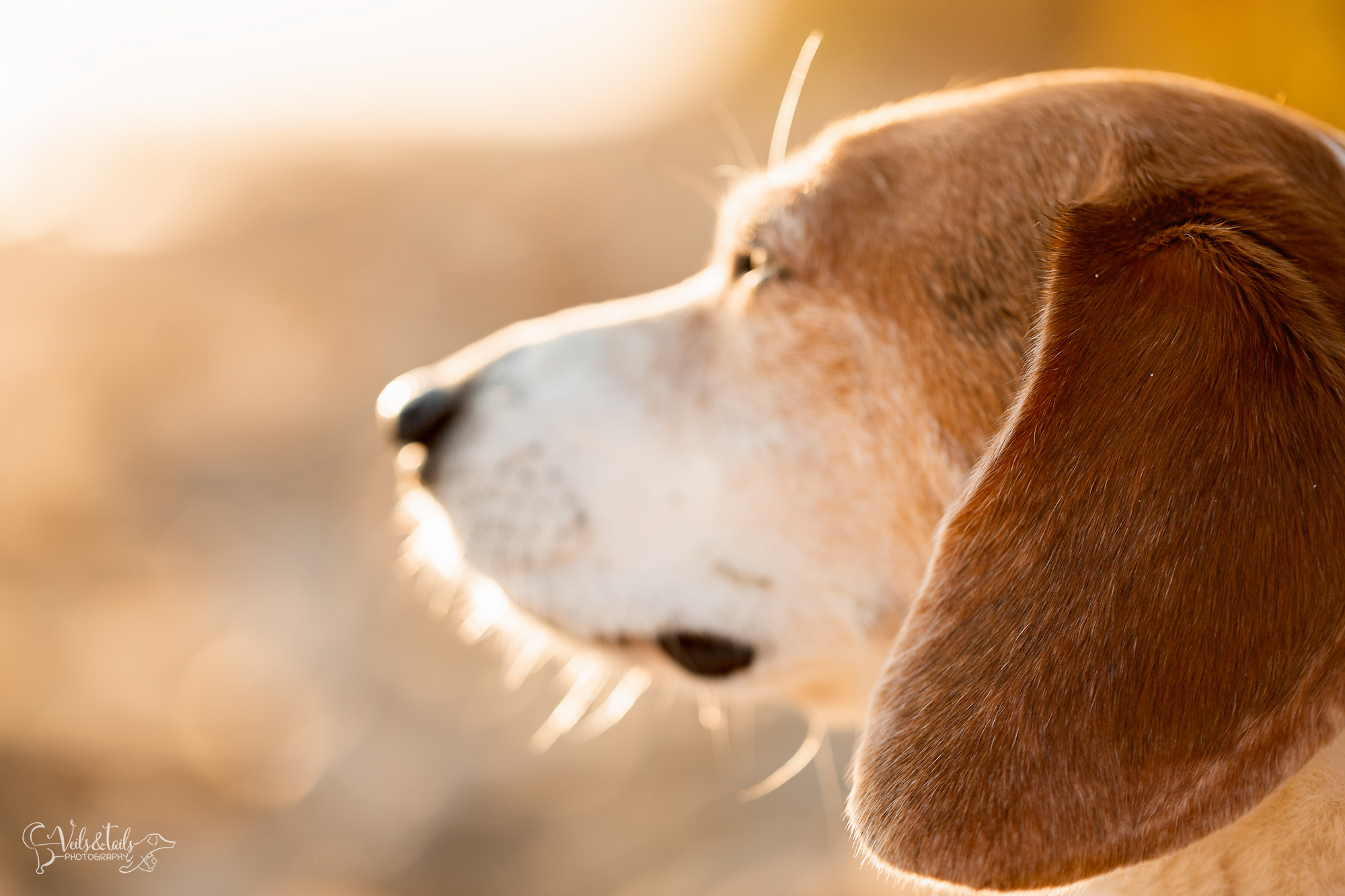 beagle photography santa barbara pet session
