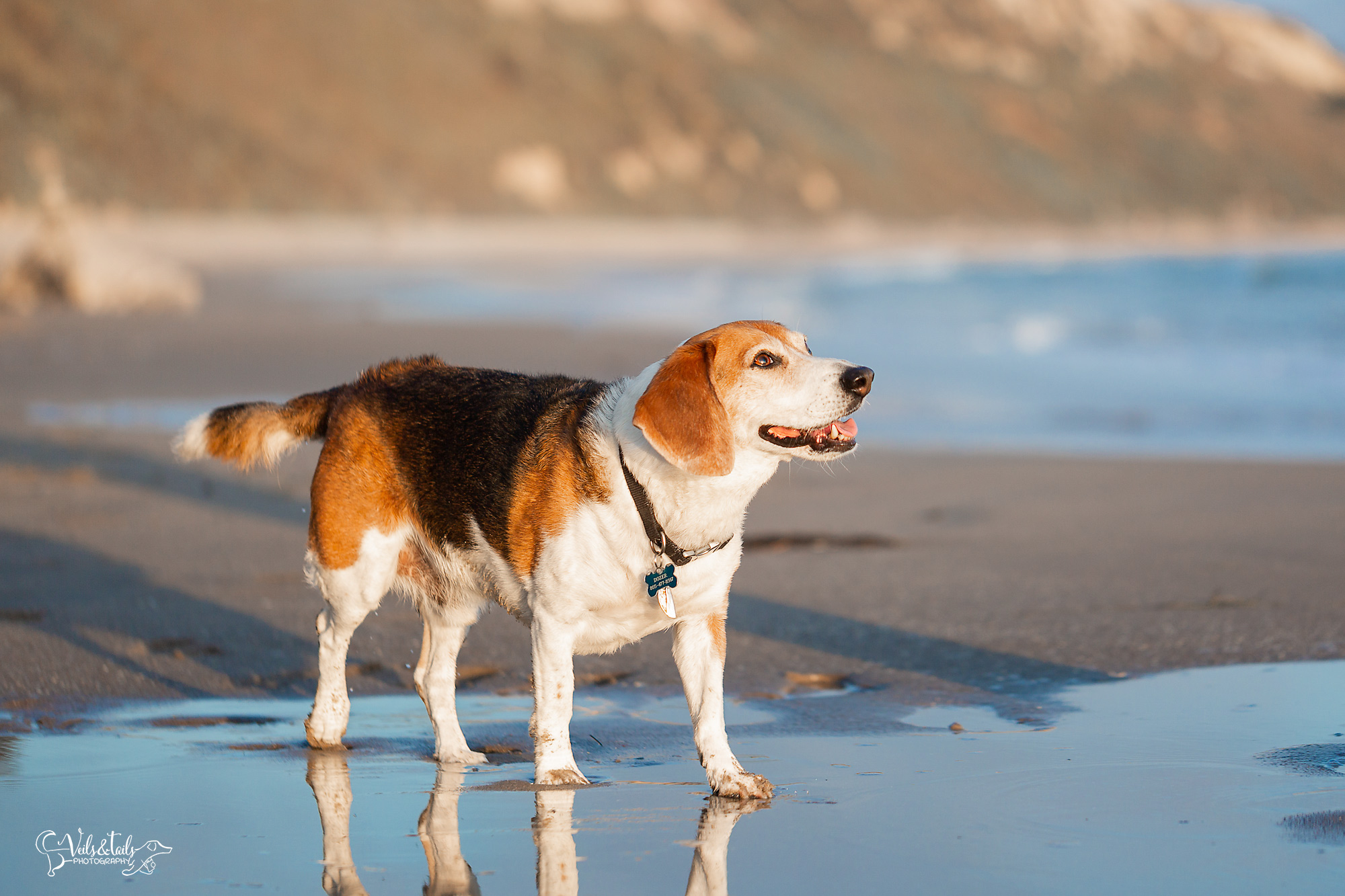 beagle on the beach santa barbara dog photographer