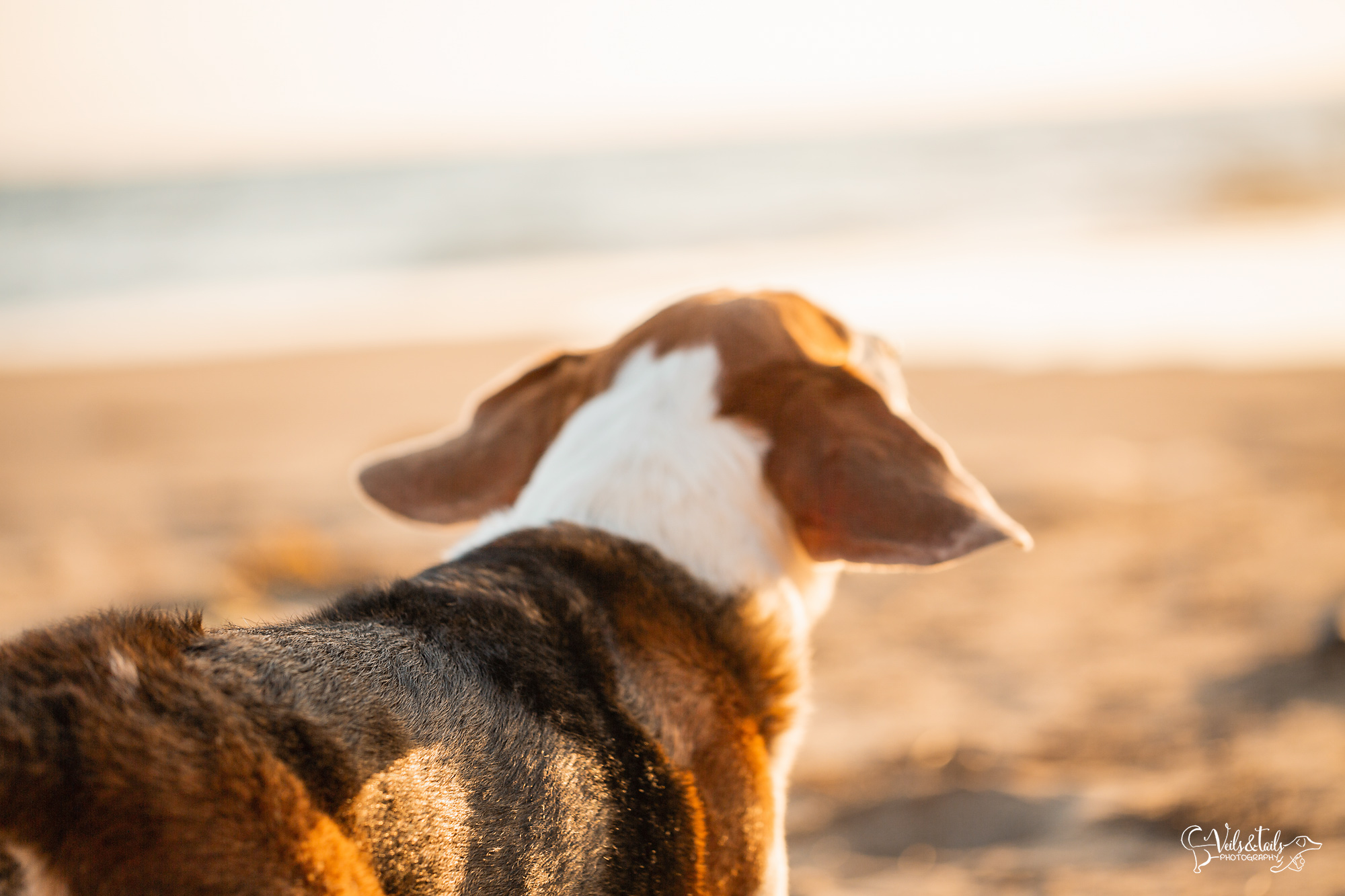 santa barbara pet photographer