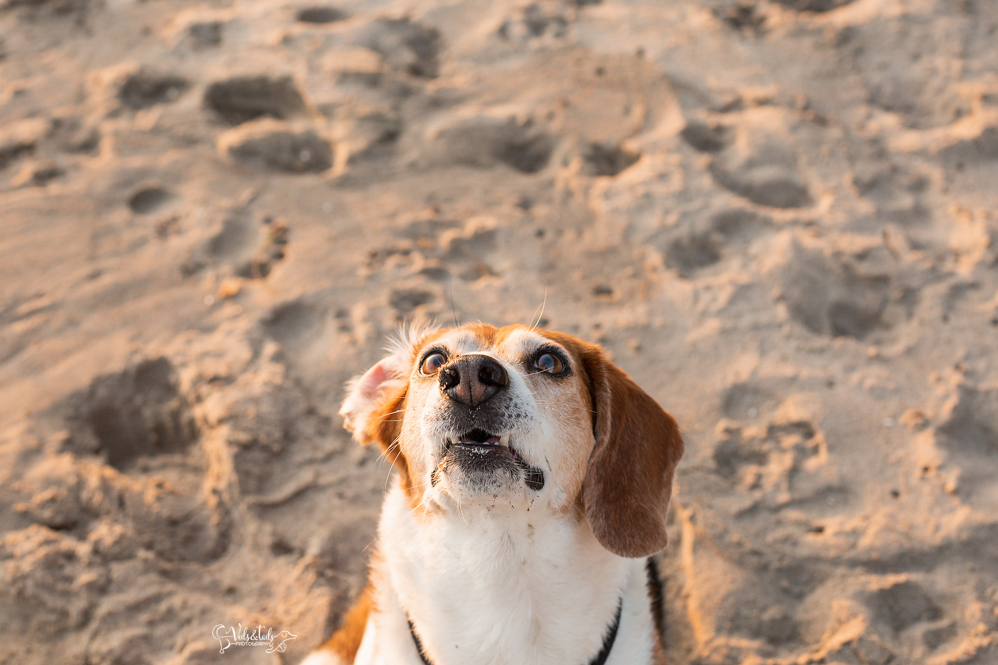 beach dog photo session southern california