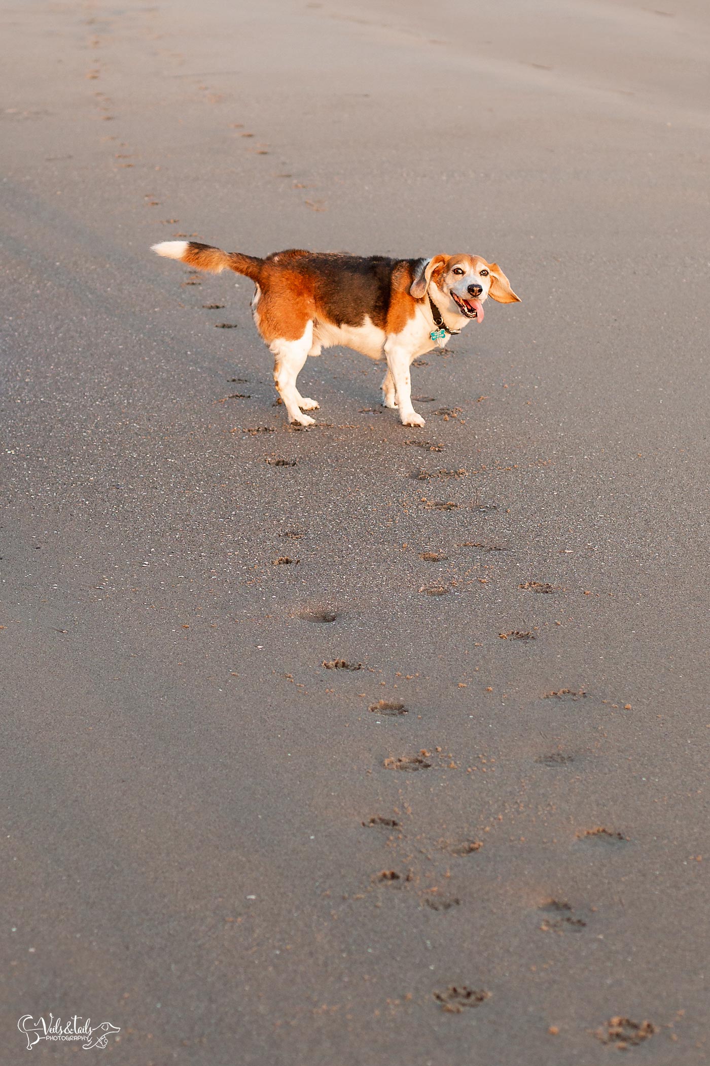 happy dog santa barbara