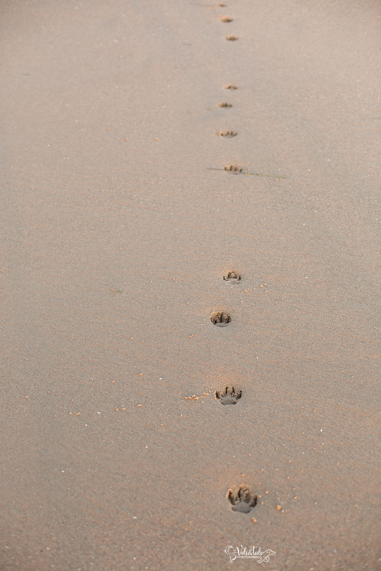 paw prints on your heart, santa barbara pet photography