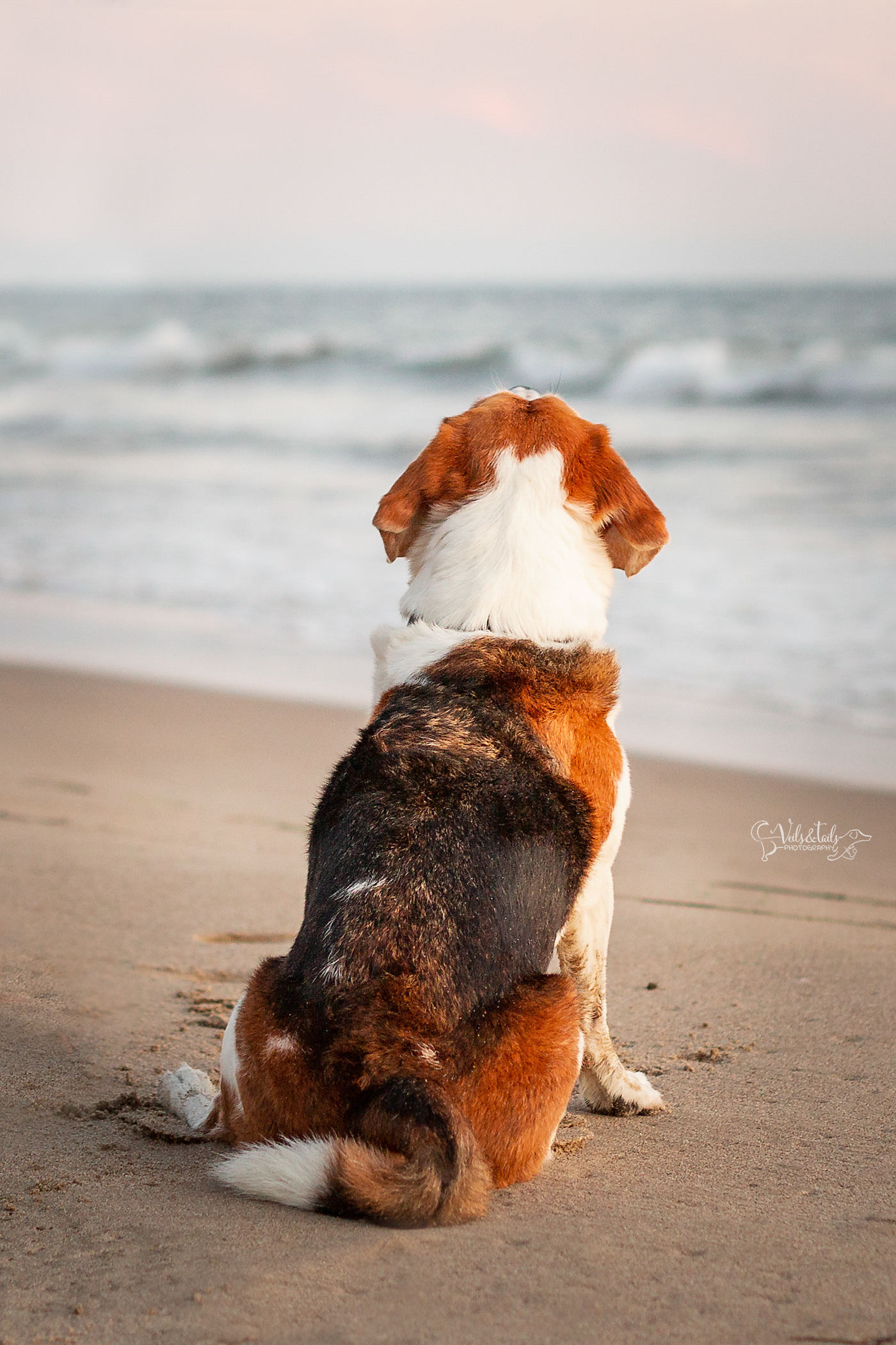 dog details santa barbara photographer carpinteria