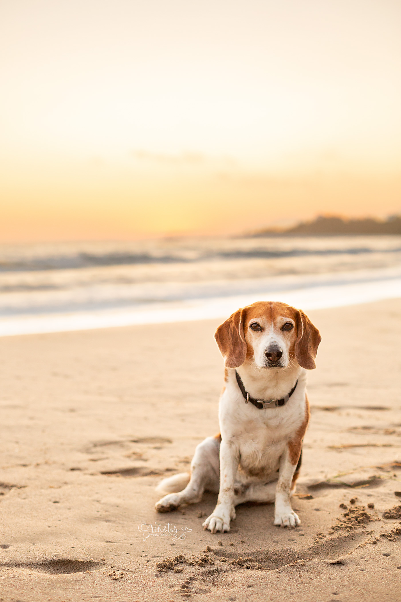 goleta photographer beach sunset dog