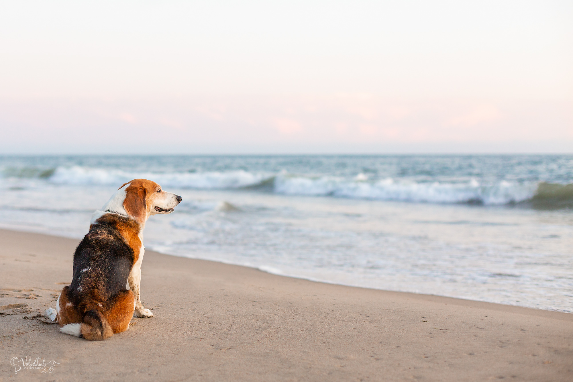 santa barbara beagle dog photographer on the beach