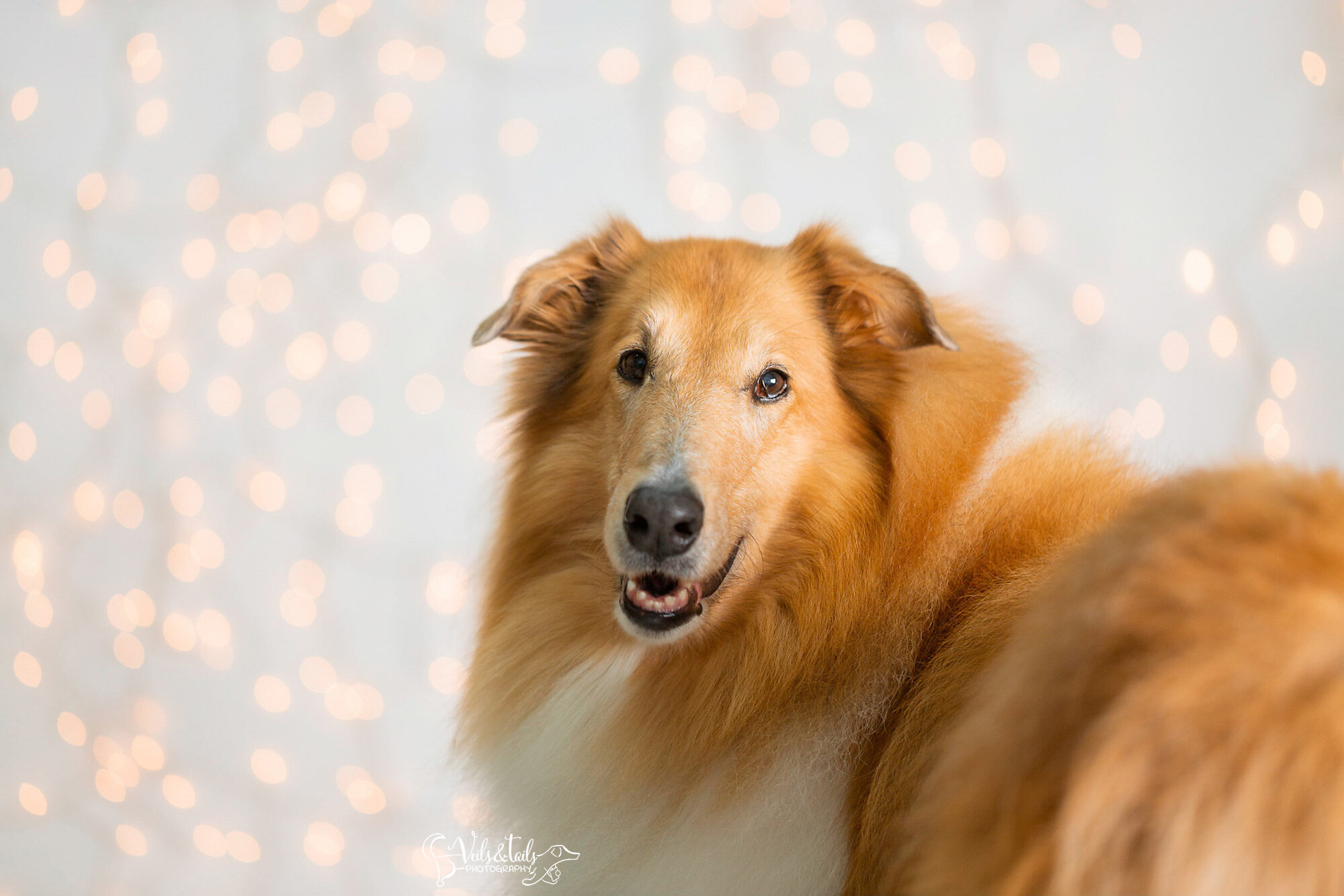 collie dog - santa barbara holiday pet photographer