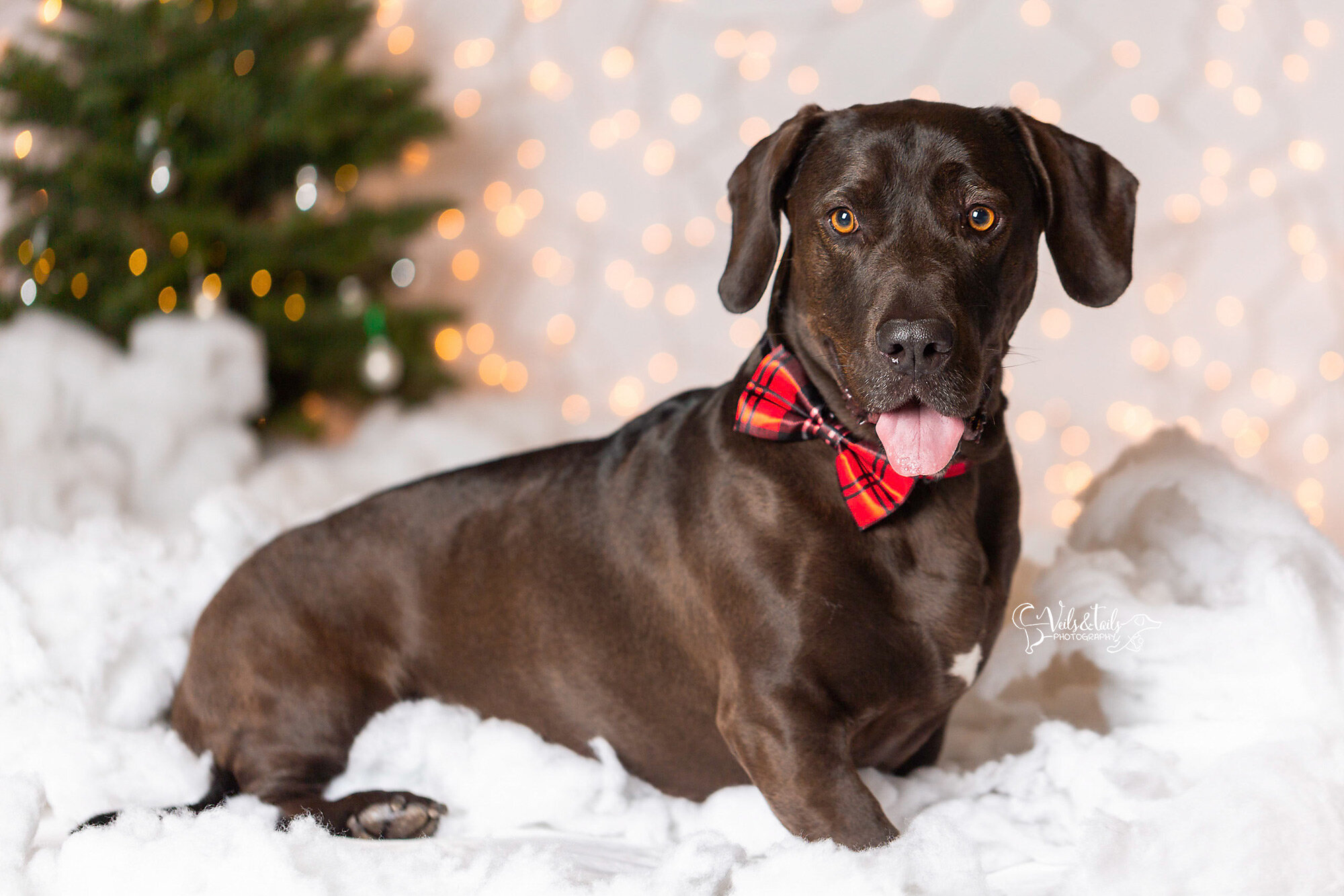 dog in a bowtie - santa barbara holiday pet photographer
