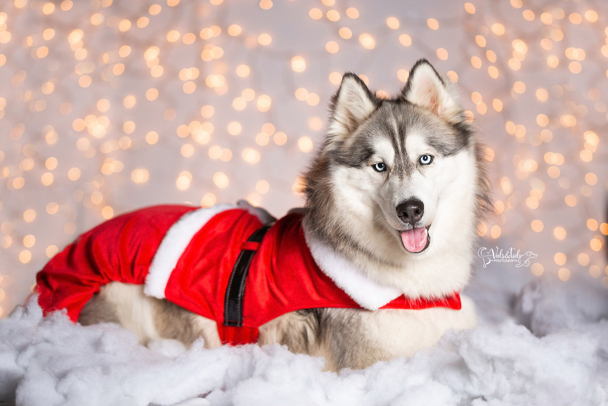 santa husky - santa barbara holiday pet photographer