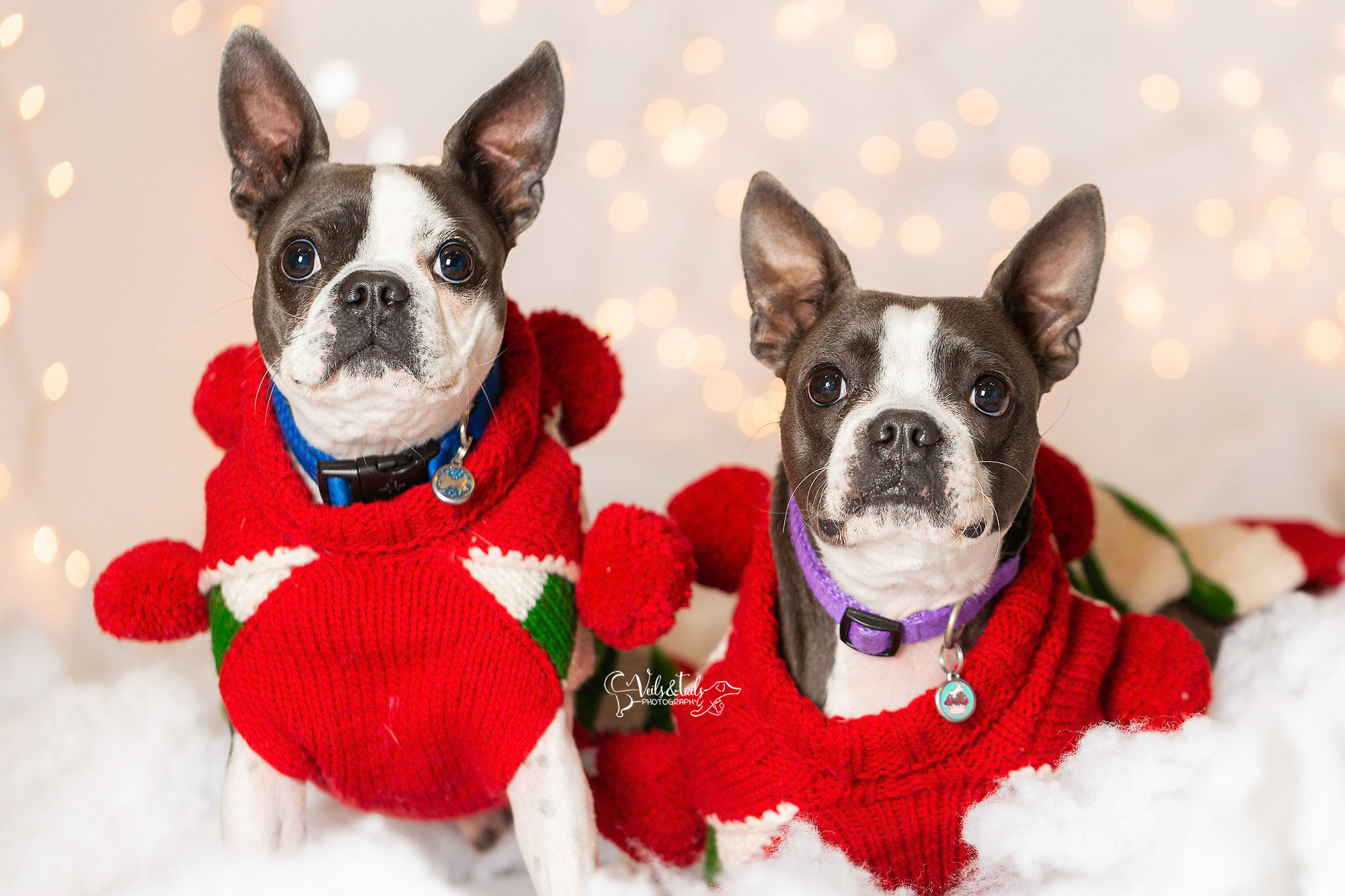 santa barbara holiday pet photographer - boston terriers in costume