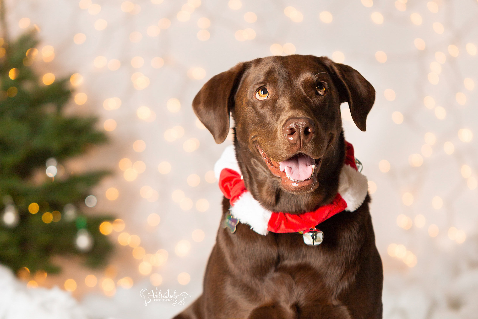 santa barbara holiday pet photographer - chocolate labrador