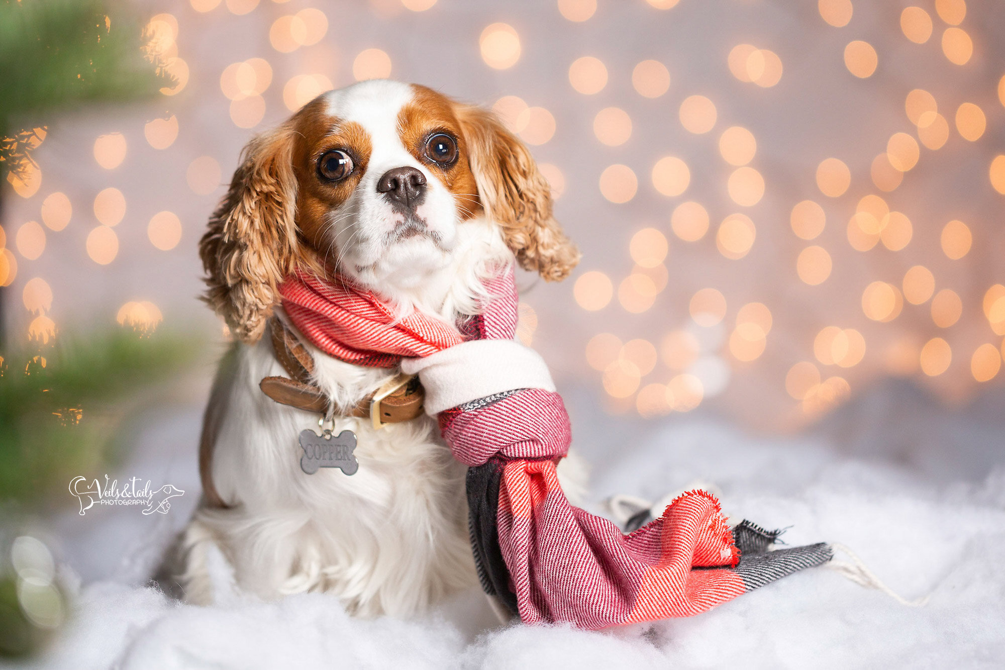 dog in a scarf - santa barbara holiday pet photographer