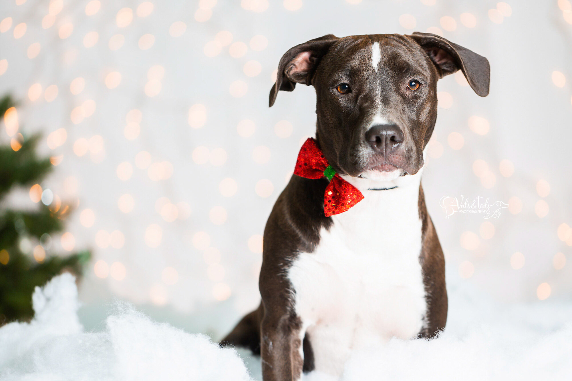 pretty pittie in a bowtie - santa barbara holiday pet photographer