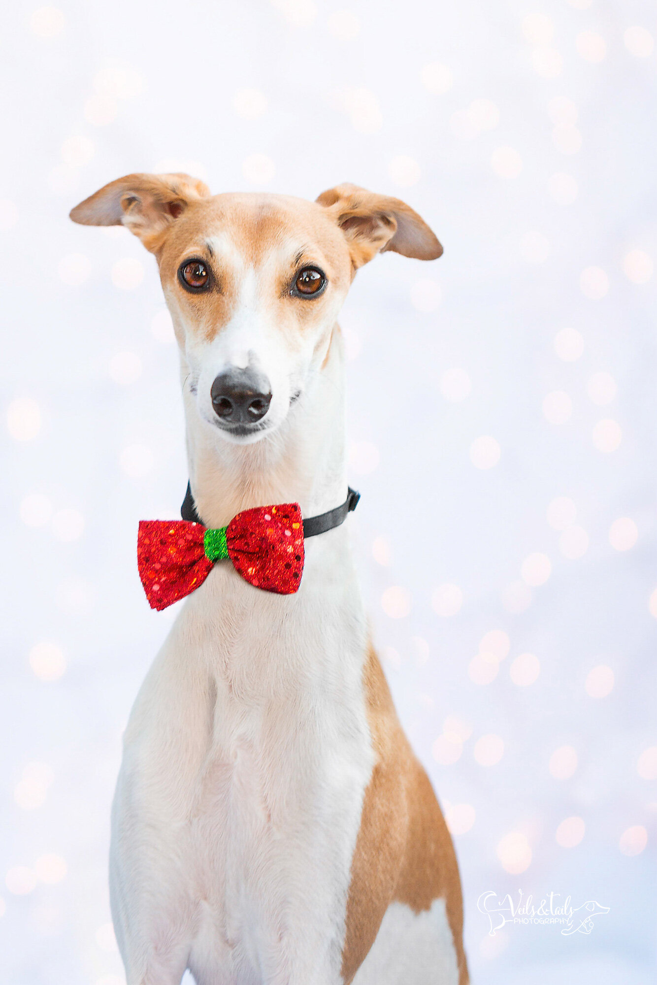 whippet in a bowtie - santa barbara holiday pet photographer