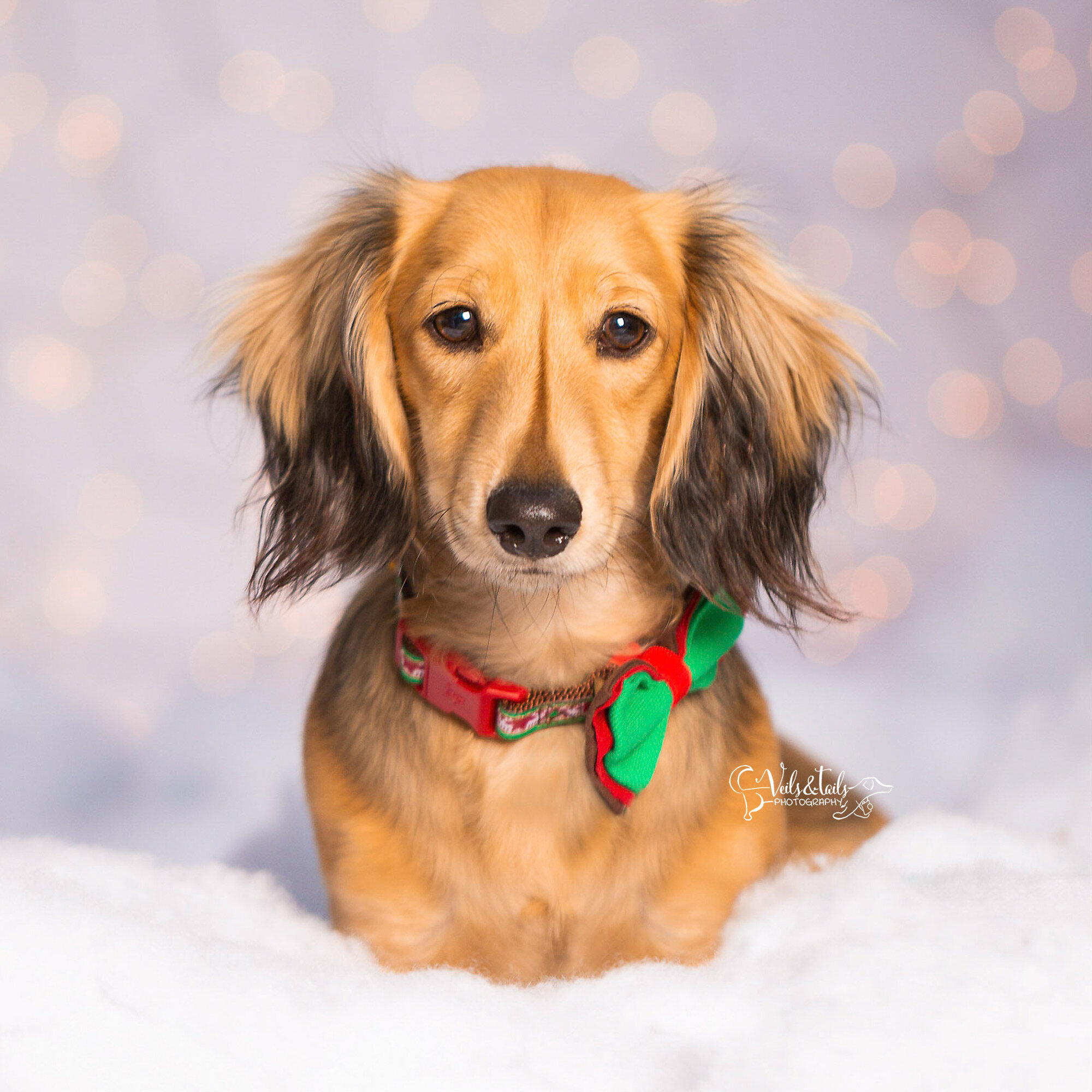santa barbara holiday pet photographer - dachshund puppy in a bowtie