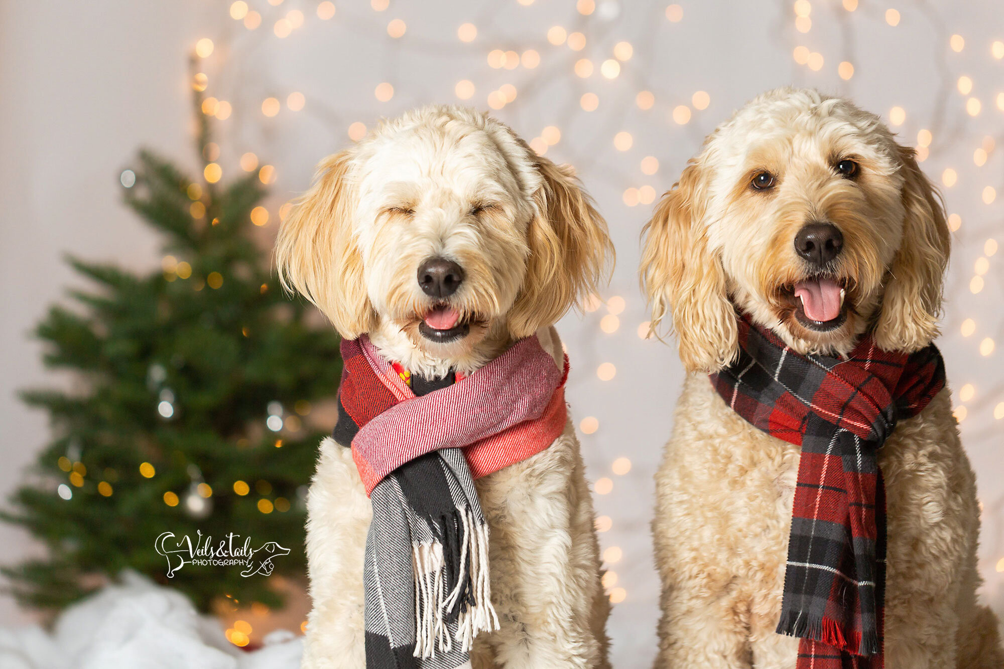santa barbara holiday photographer - doodles and twinkle lights