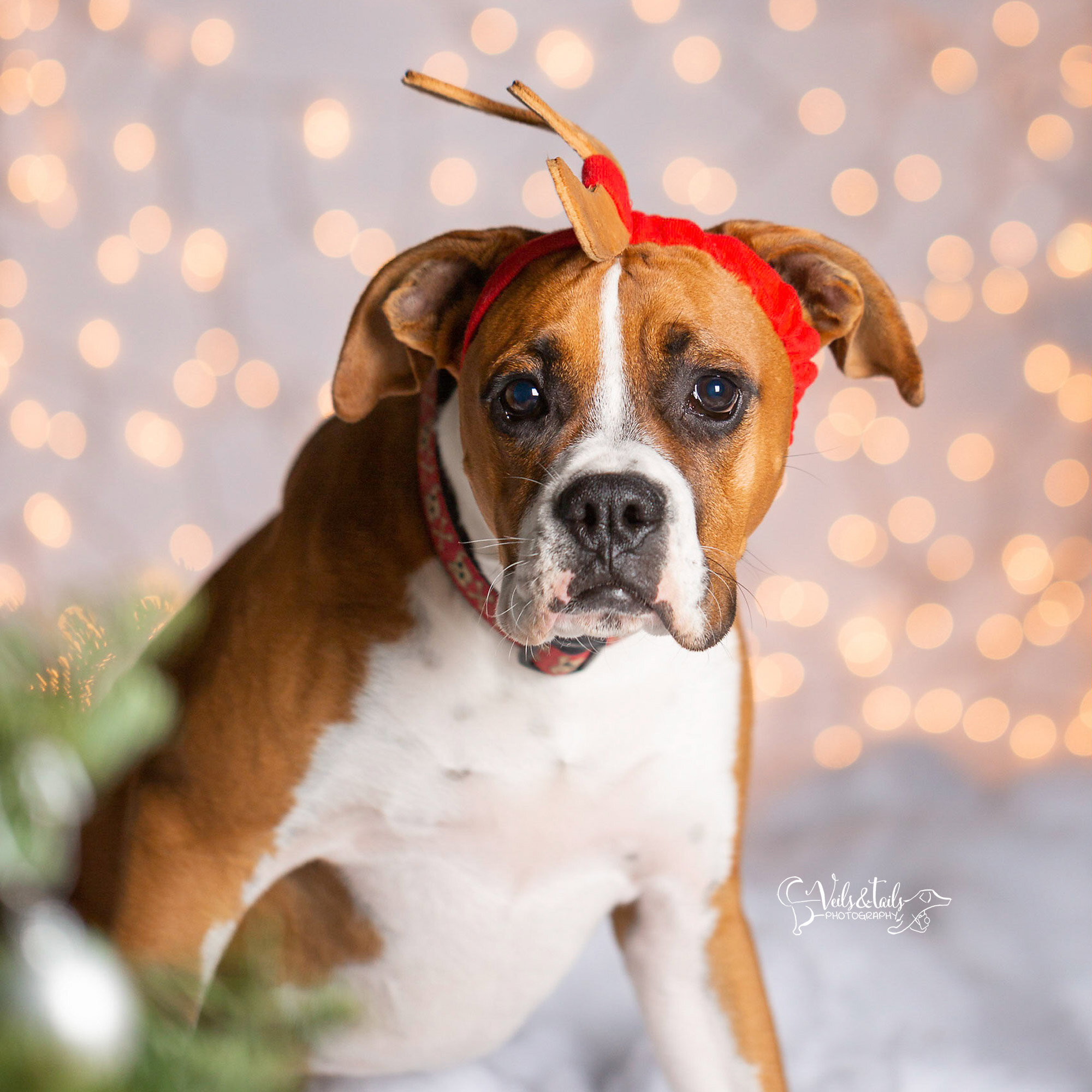 boxer puppy - santa barbara holiday pet photographer