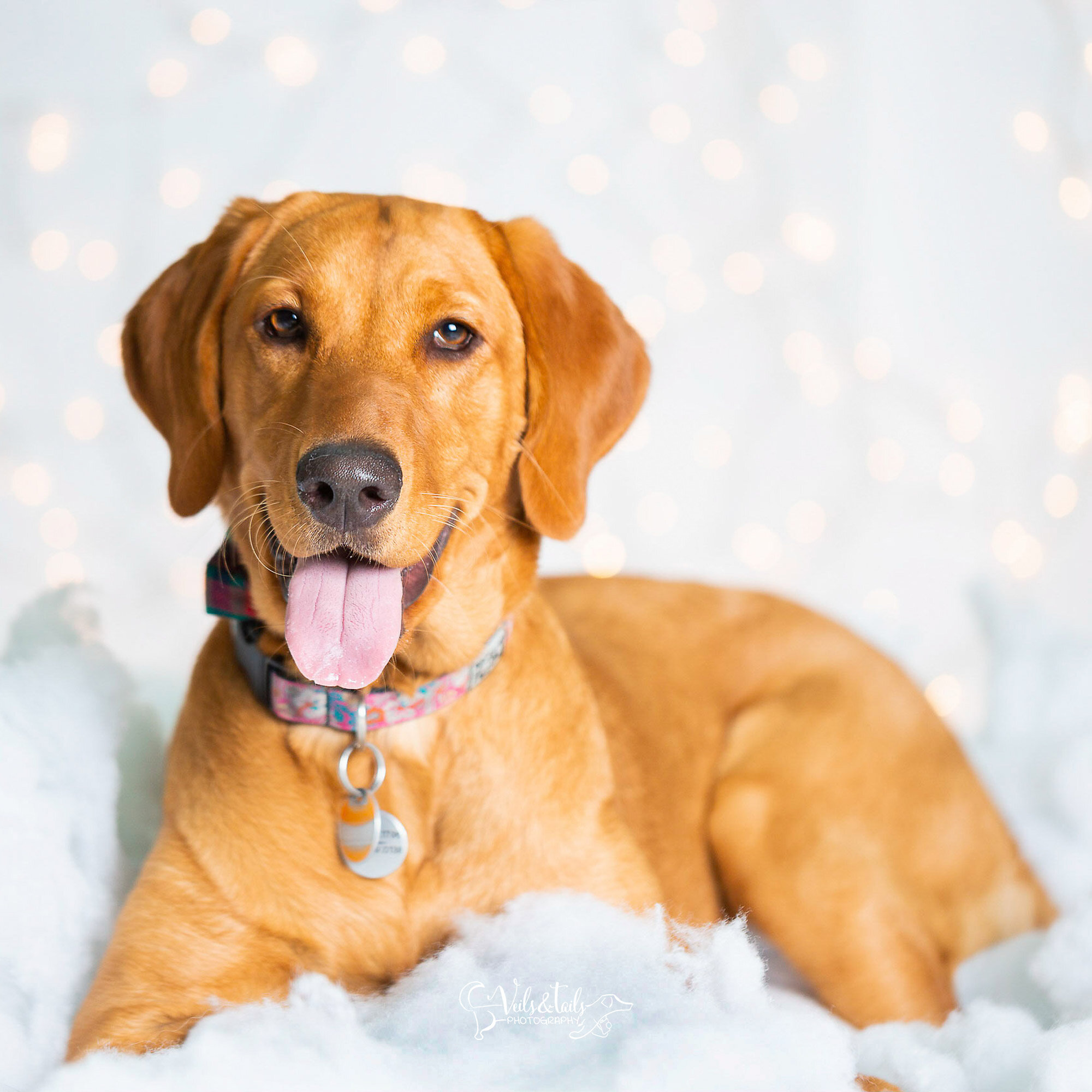 red labrador - santa barbara holiday pet photographer