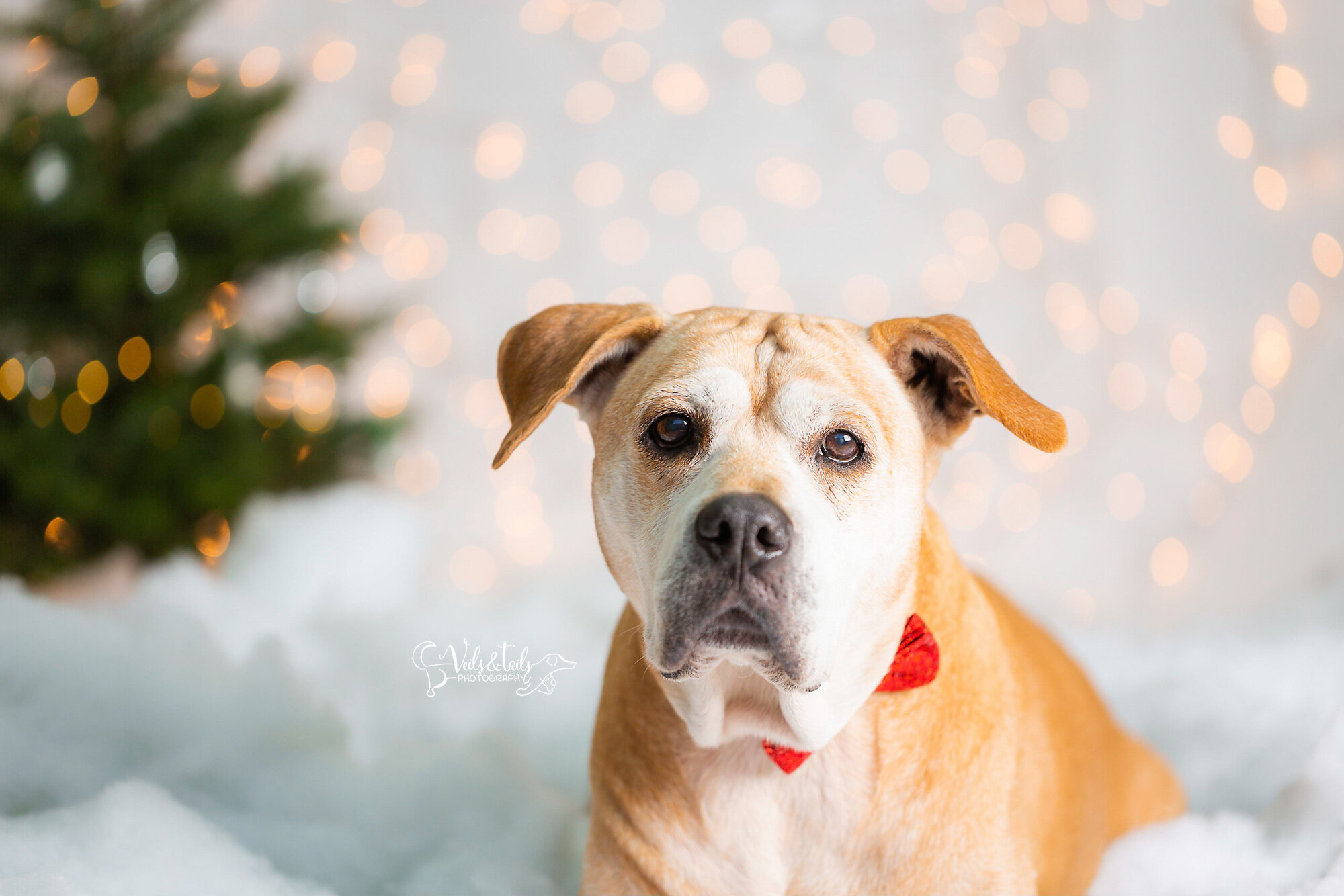 senior dog month -santa barbara holiday pet photographer