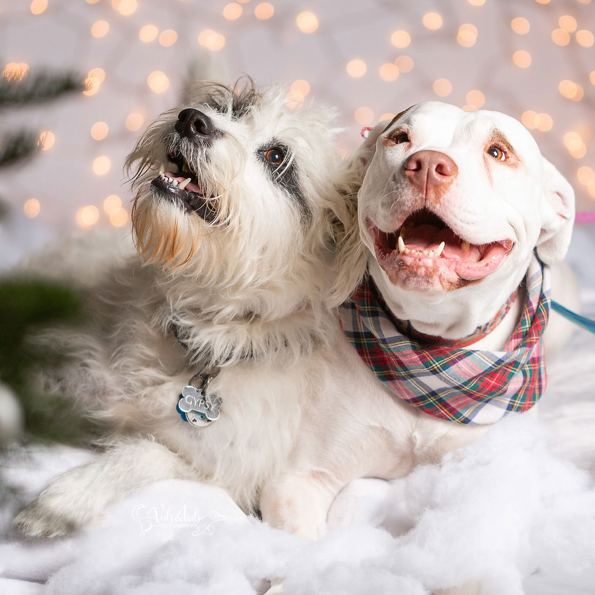 best friends - santa barbara holiday pet photographer