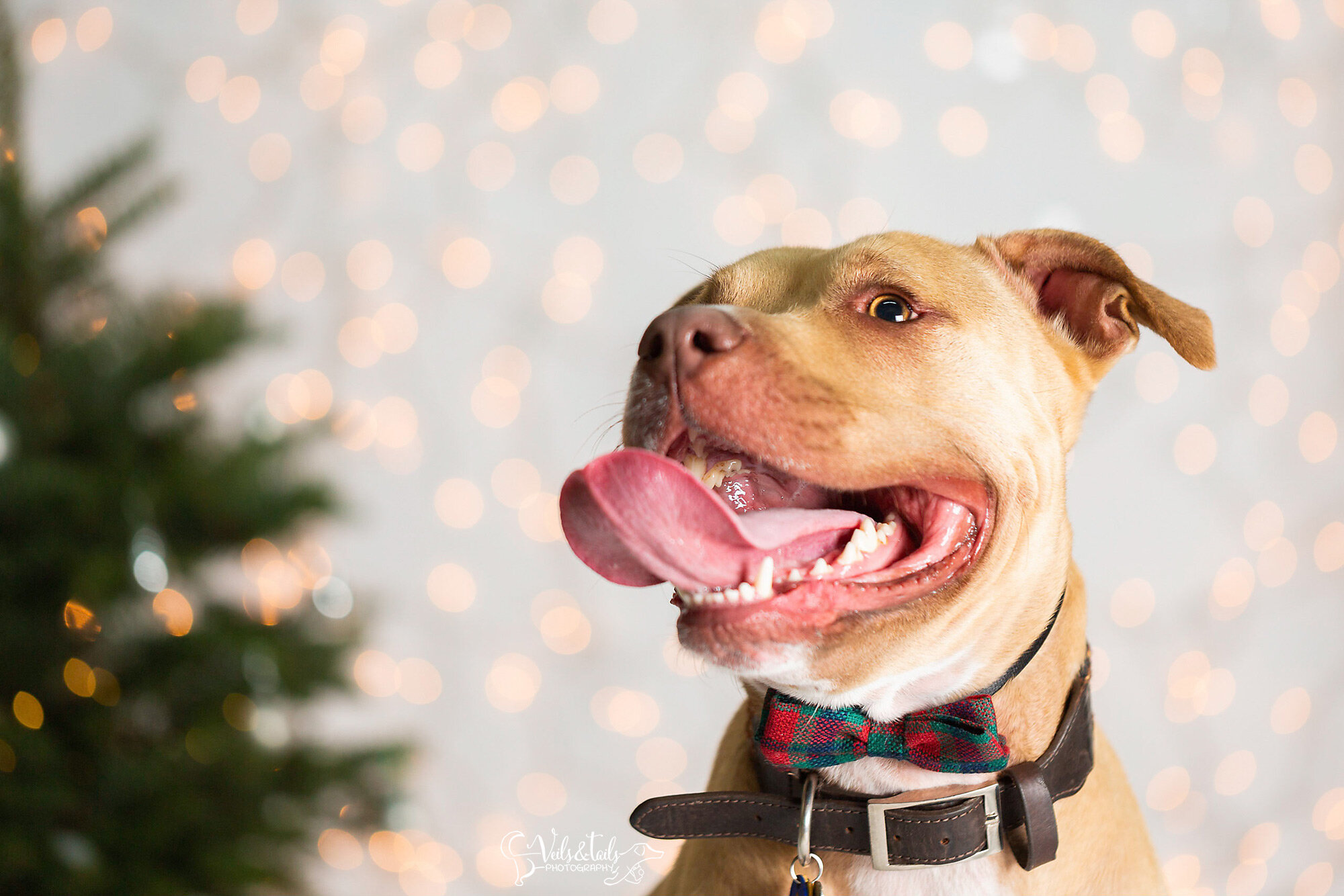 happy pitbull - santa barbara holiday pet photographer