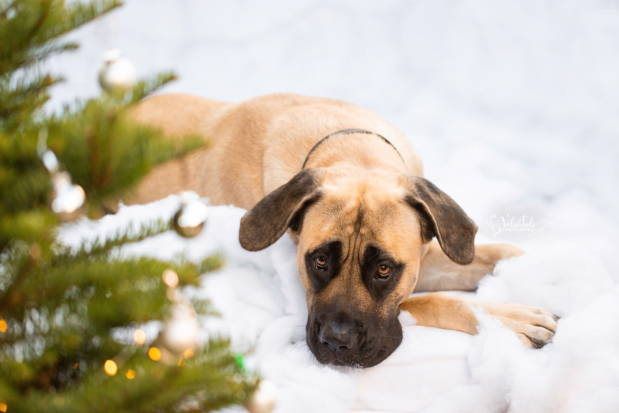 beautiful mastiff - santa barbara holiday pet photographer