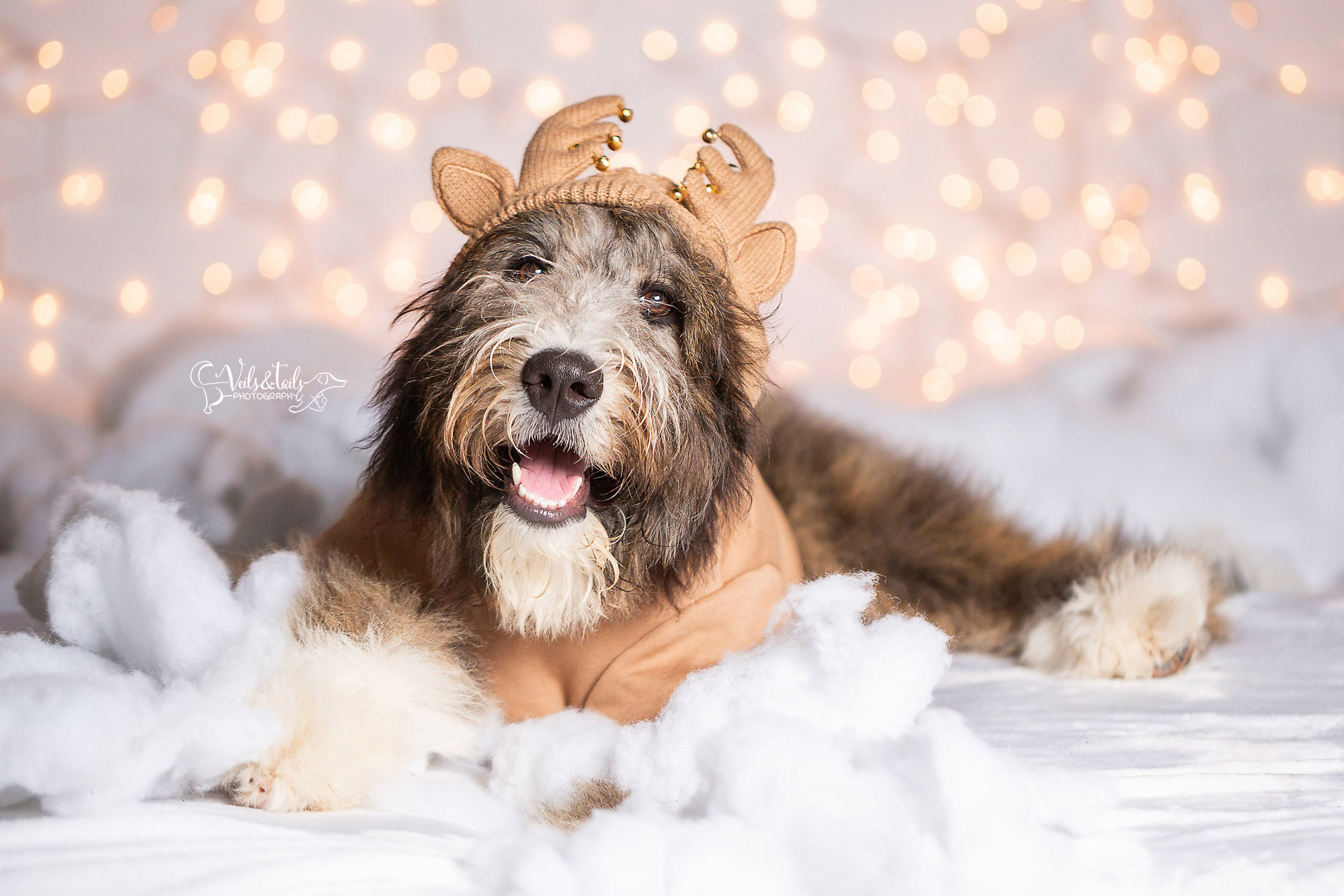 dog in holiday costume - santa barbara christmas pet photographer