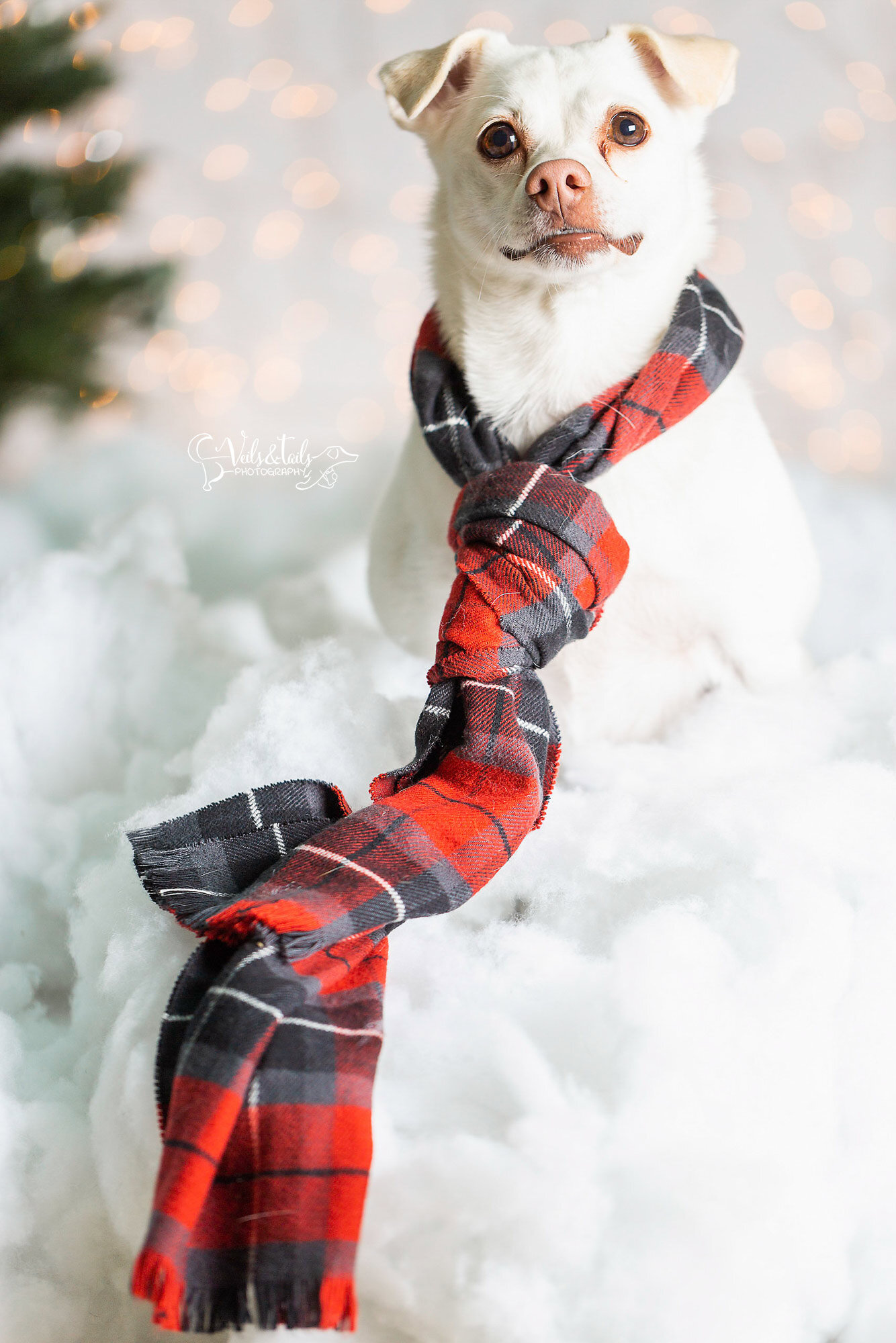 snow dog in a scarf - santa barbara holiday pet photographer