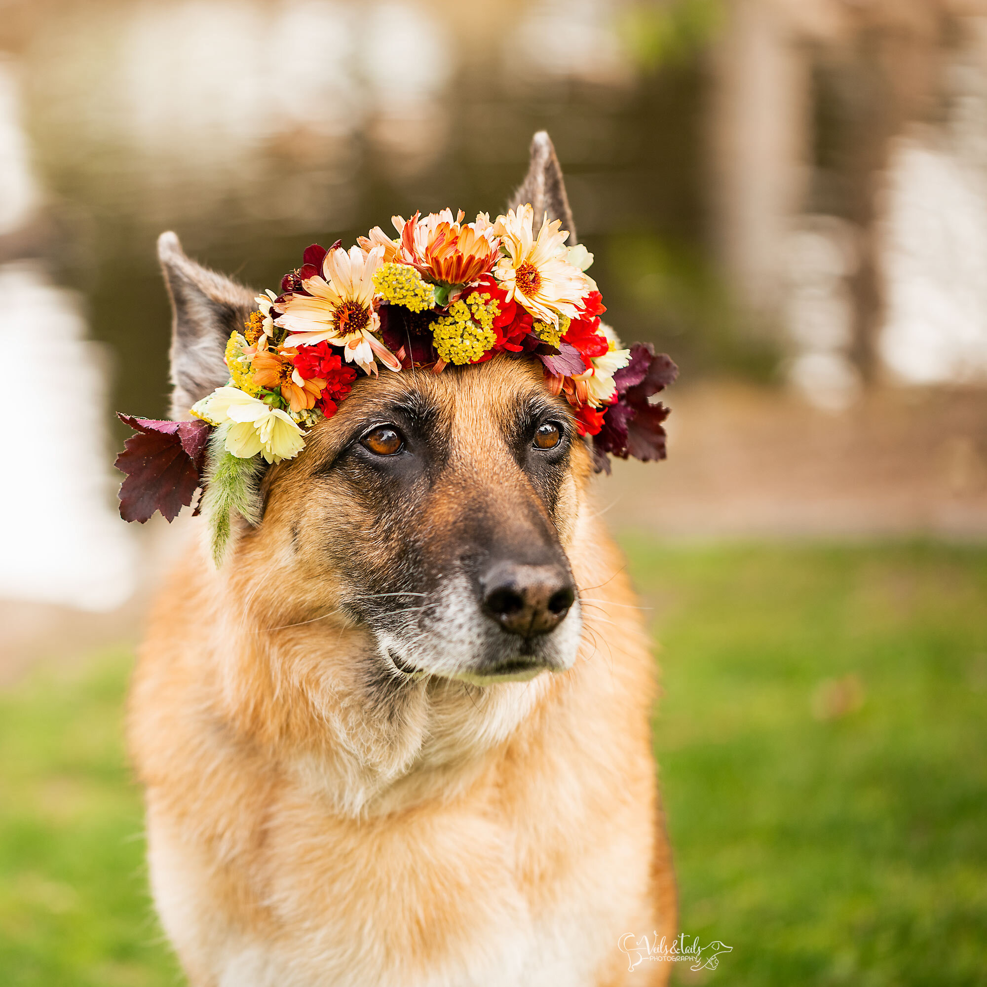 German Shepherd in a flower crown, South coast pet photographer