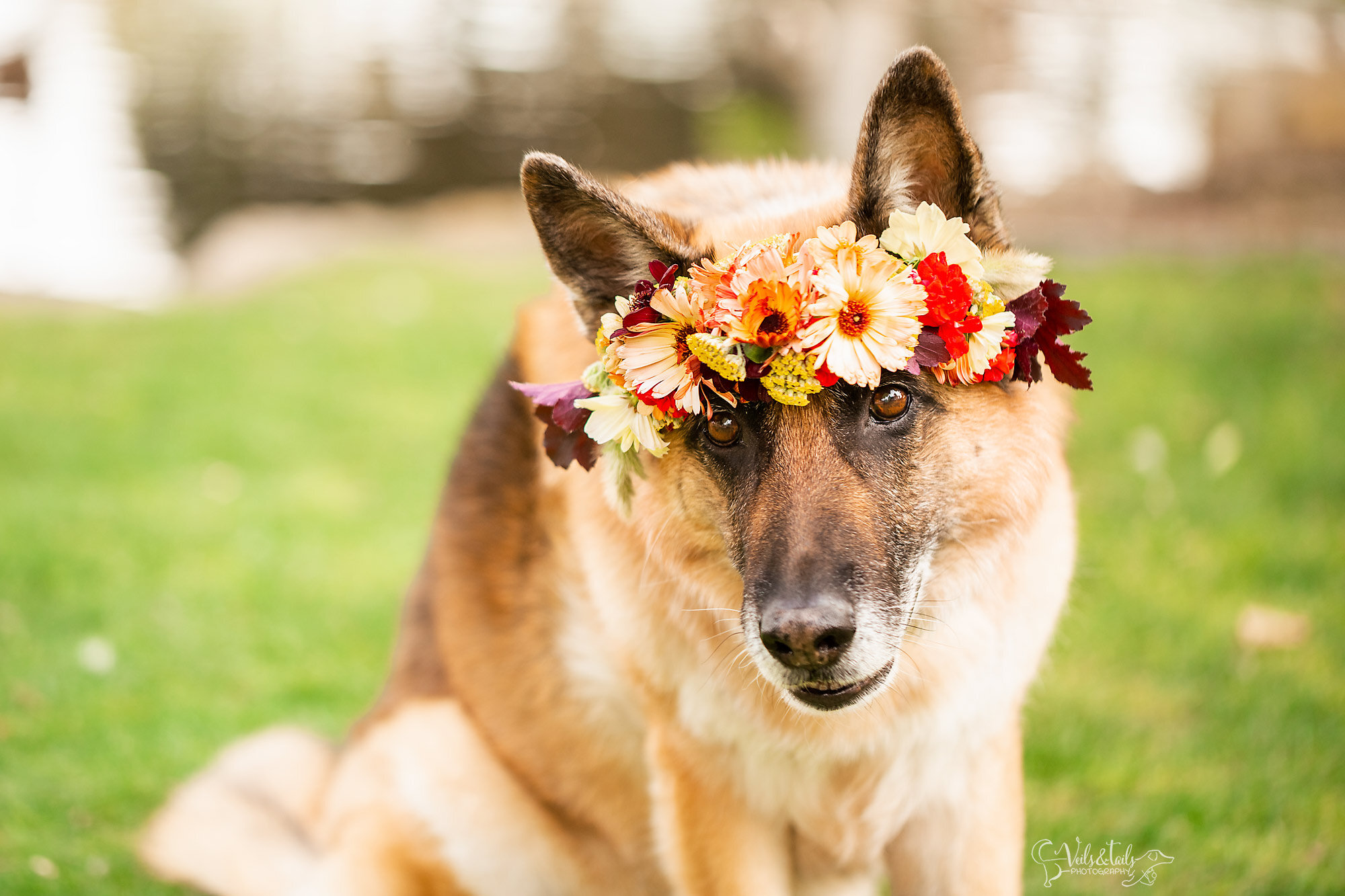German Shepherd in a flower crown, central coast pet photographer