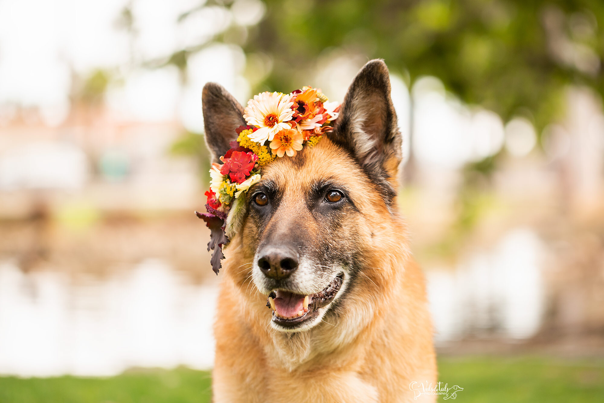 German Shepherd in a flower crown, Santa Barbara pet photographer