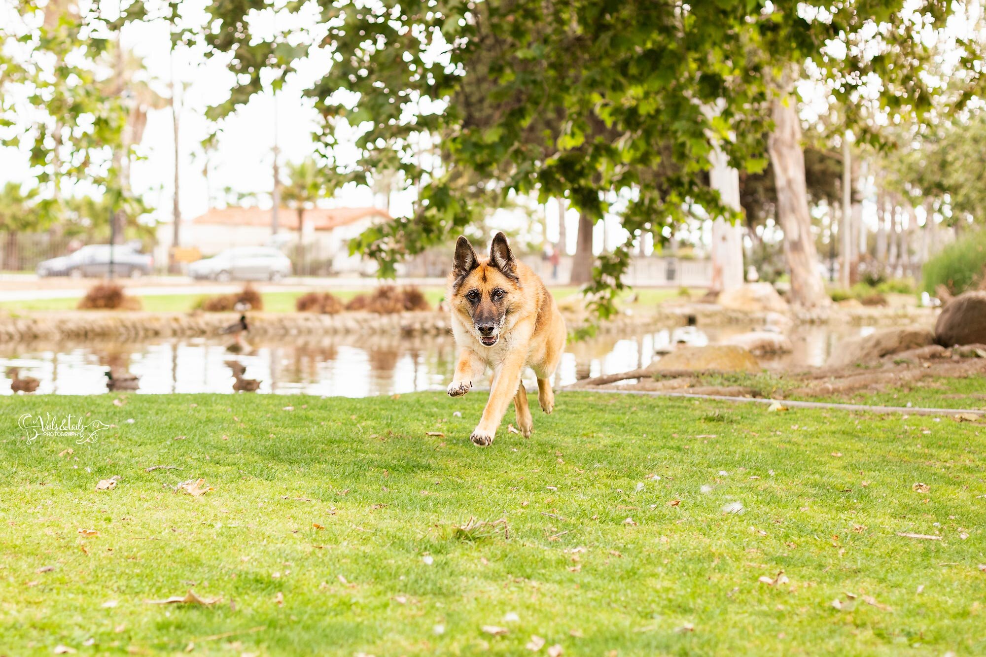 German Shepherd, Spring Mini Pet Session, Santa Barbara pet photographer