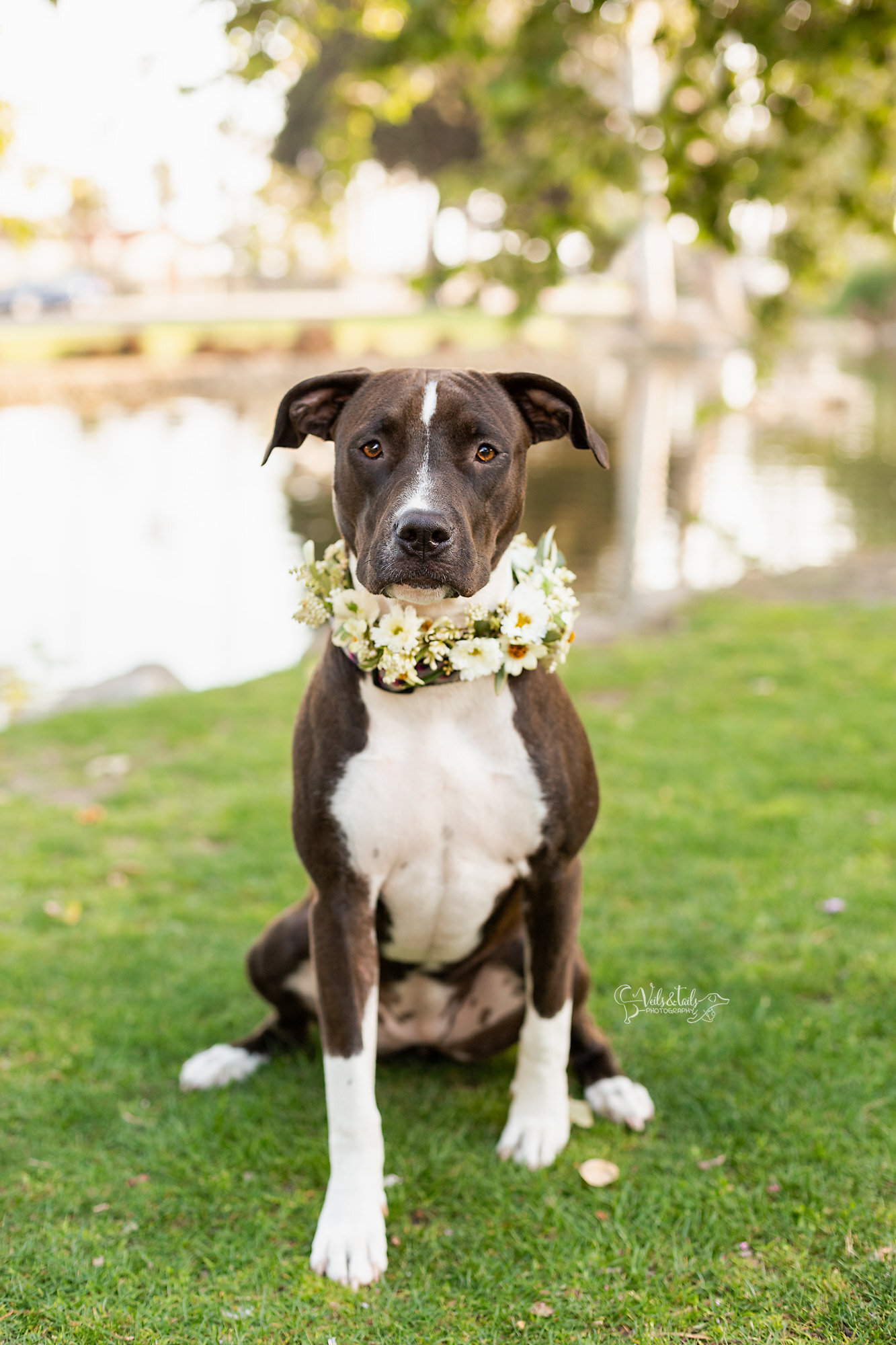 Pitbull mix in a flower collar, Santa Barbara pet photographer