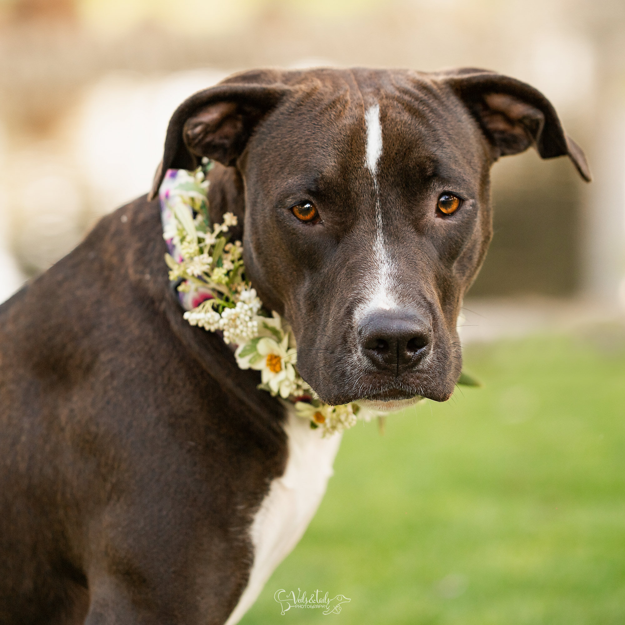 Pretty pitty in a flower collar, Santa Barbara pet photographer