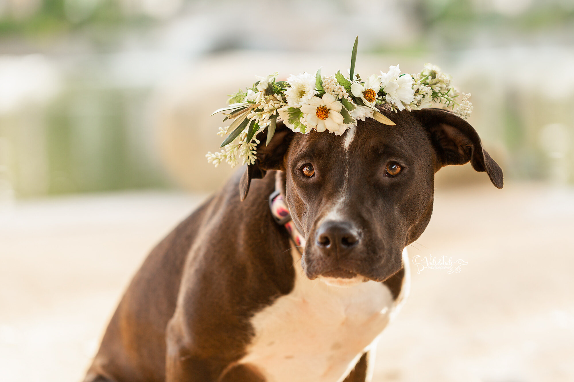 Pitbull mix in a flower crown, Central Coast pet photographer