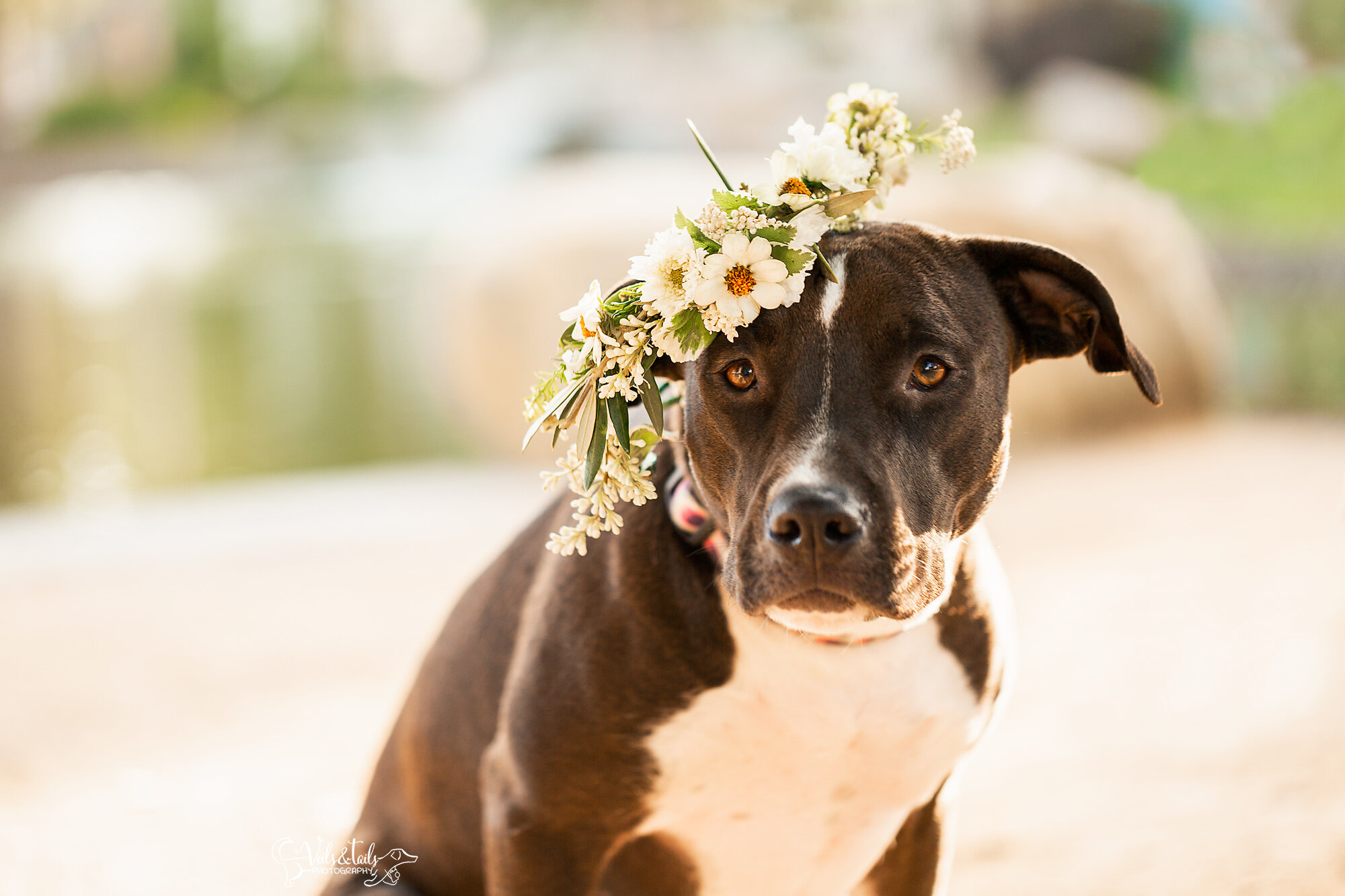 Pitbull mix in a flower crown, South Coast pet photographer