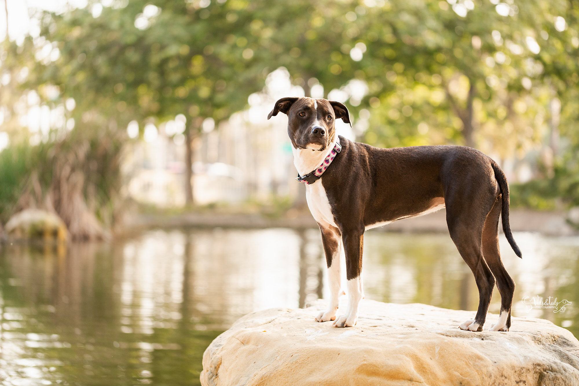 Pretty pittie spring mini session, Southern California pet photographer