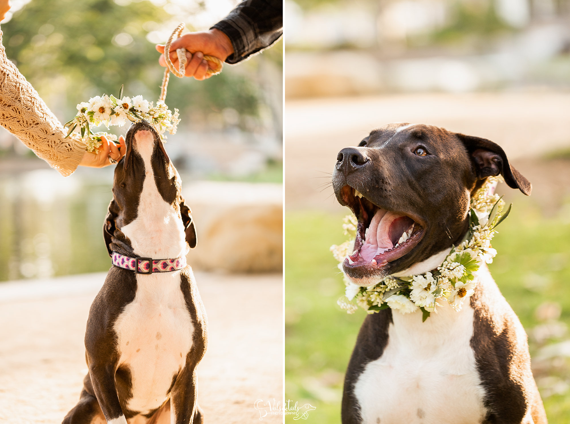 pit mix in a flower collar, Santa Barbara pet photographer