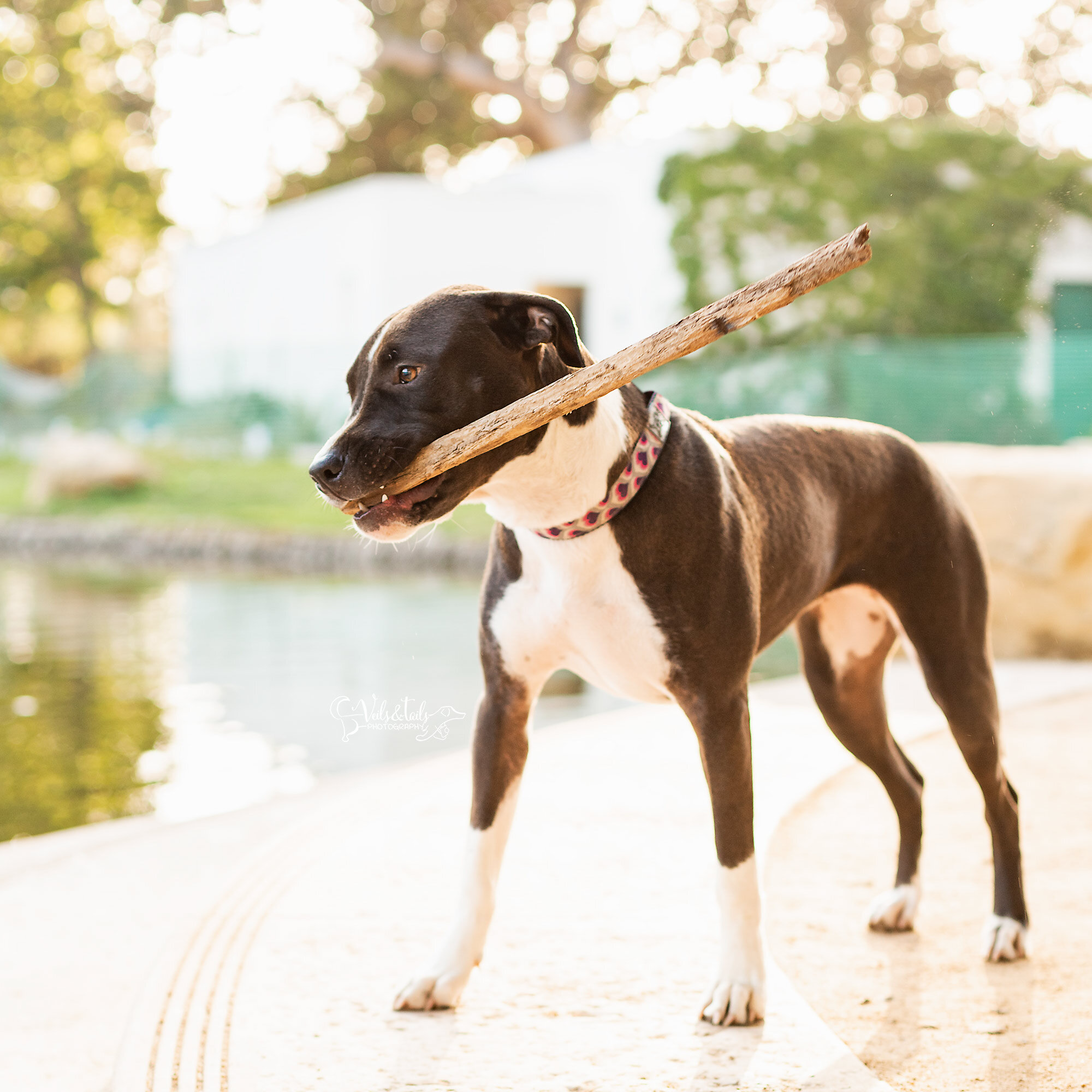 Pretty pitbull mix spring mini session, Southern California pet photographer