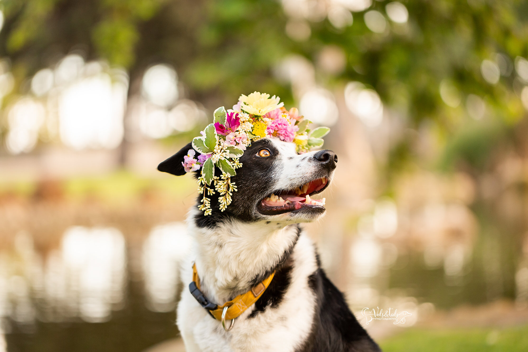 Border collie flower crown, Montecito pet photographer