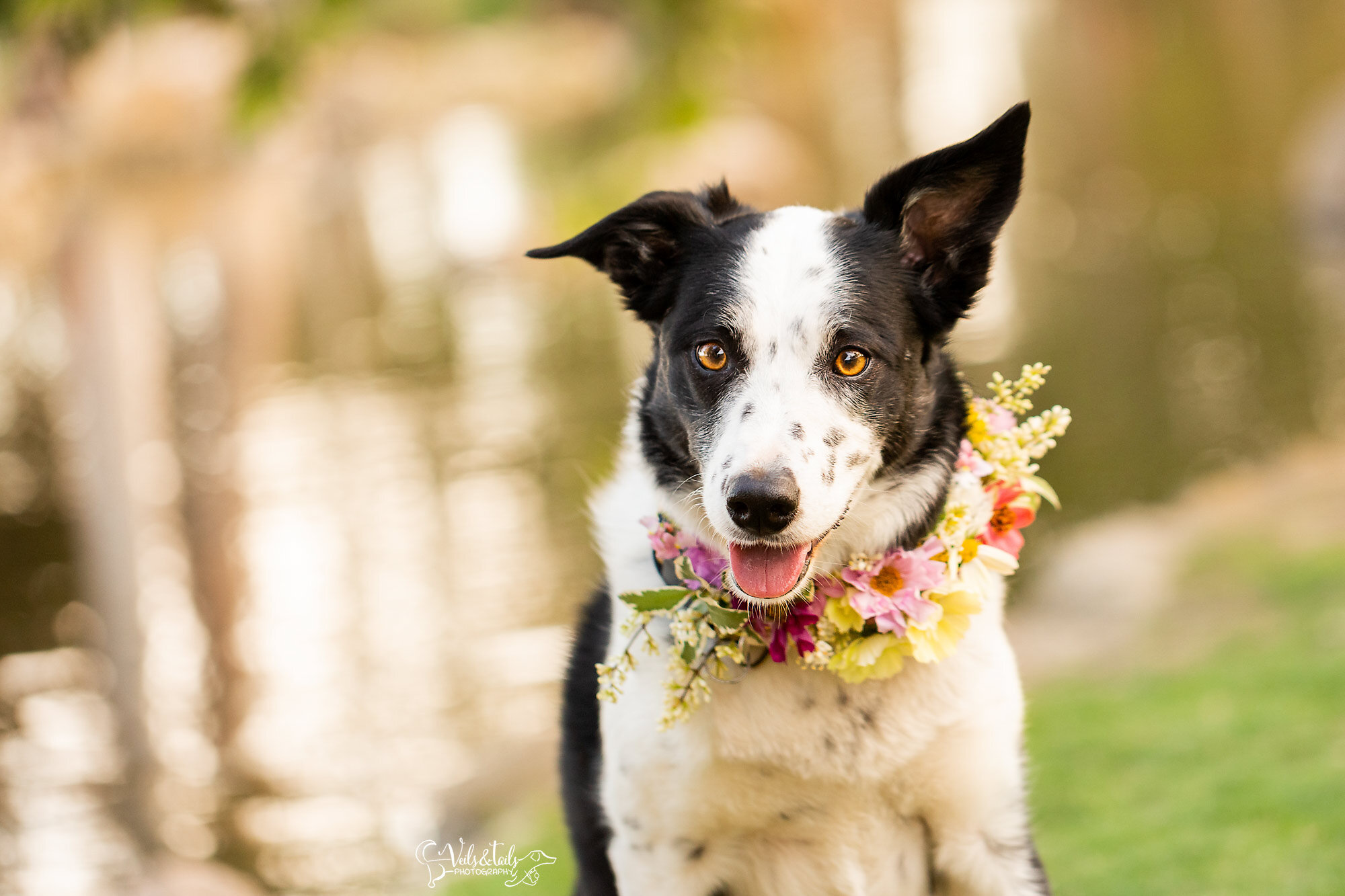 Border collie floral collar, Santa Barbara dog photography