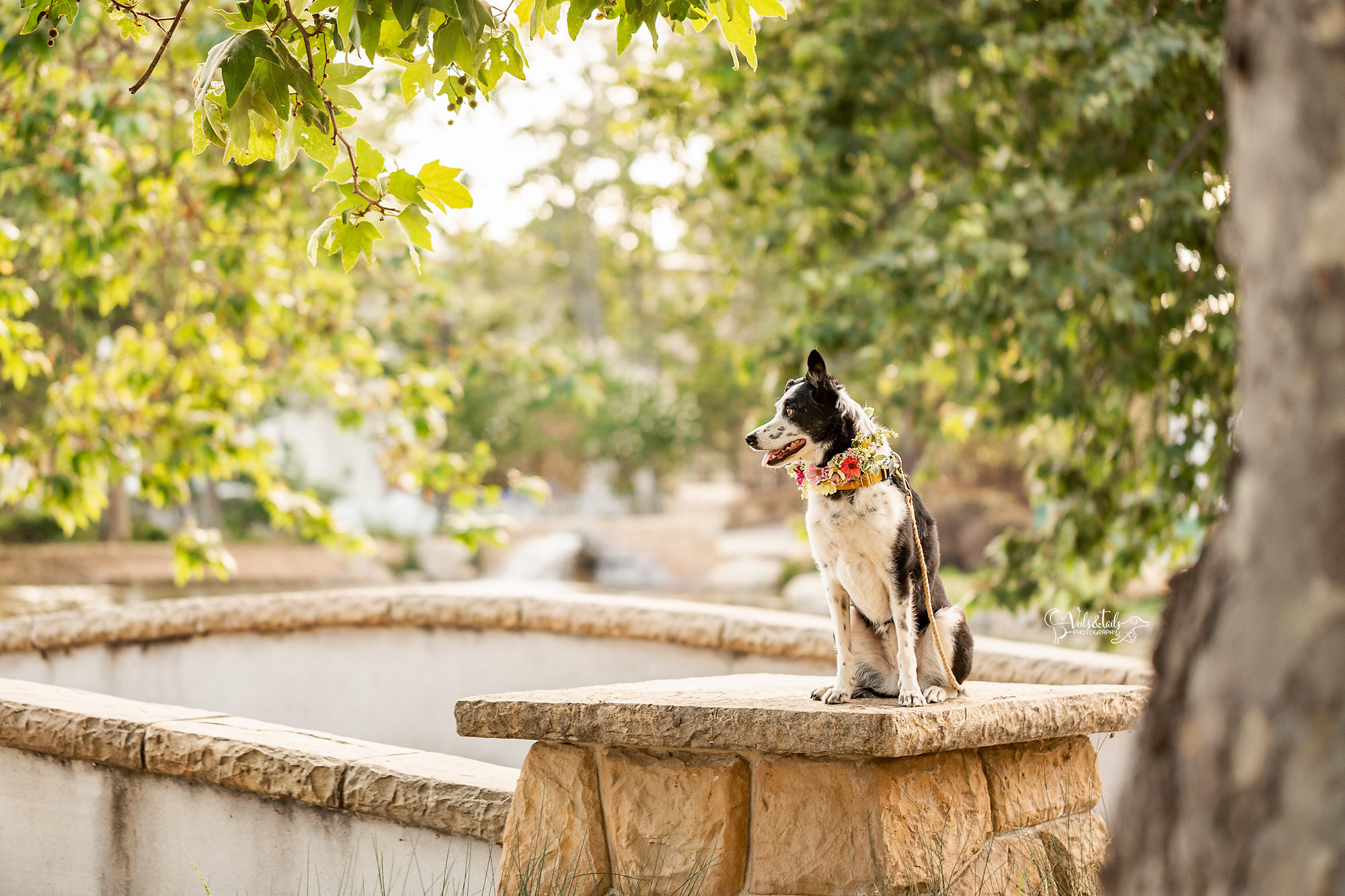 Border collie flower collar, South Coast pet photographer