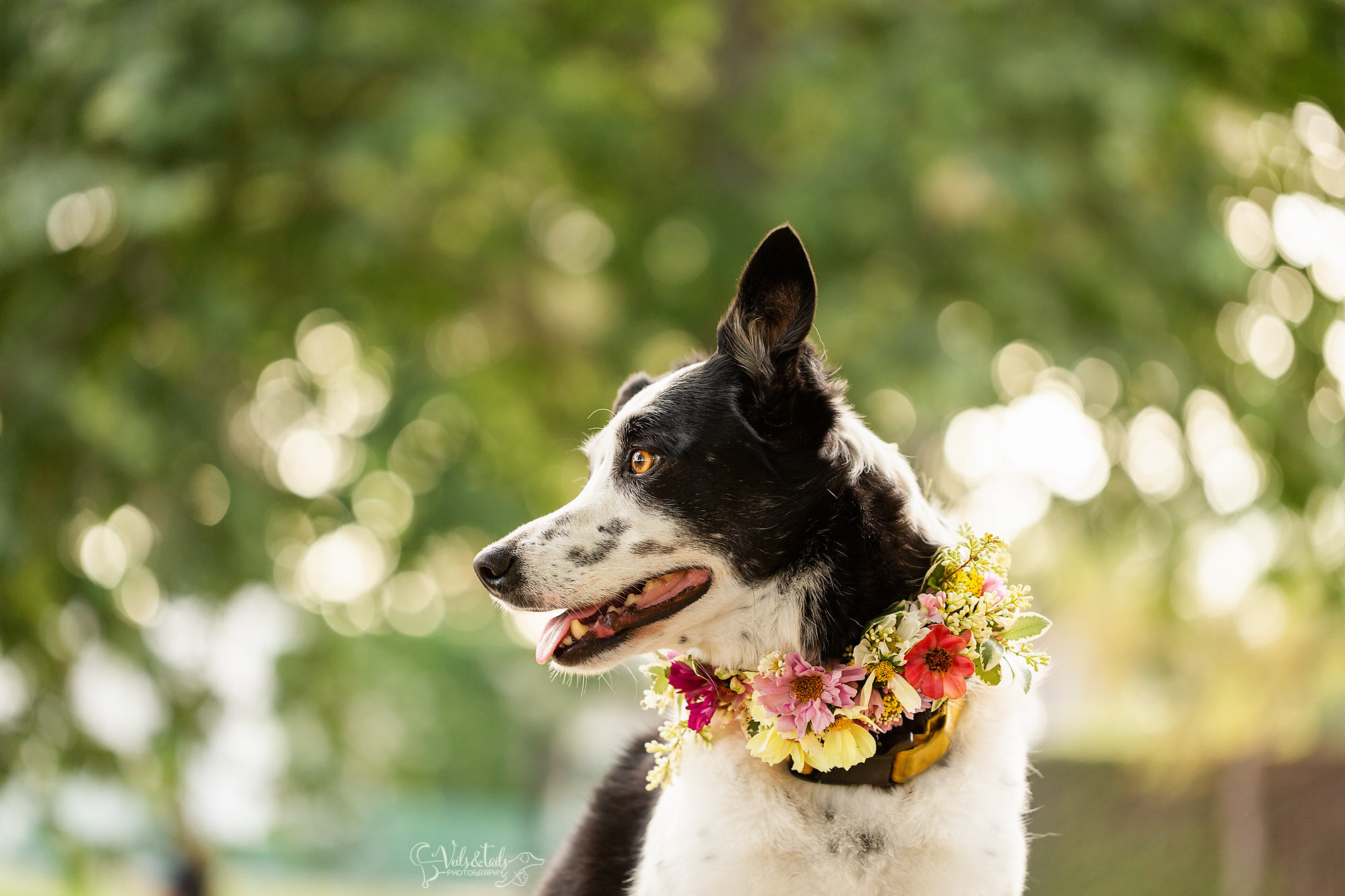 Border collie spring mini session, South Coast pet photographer